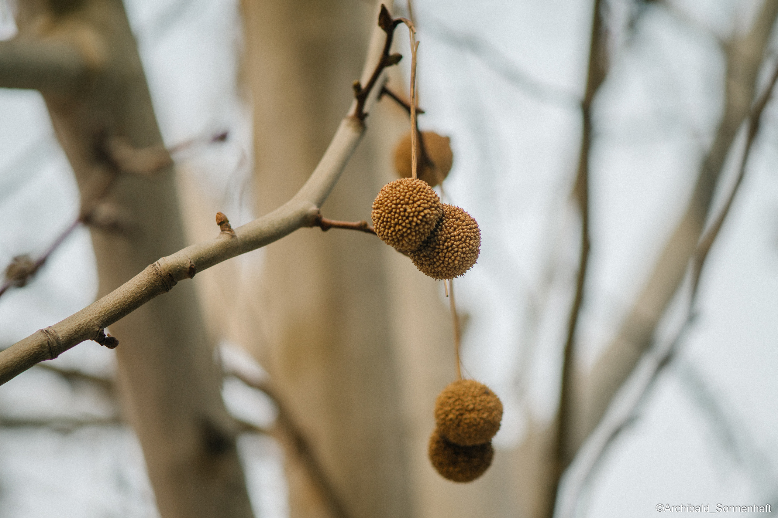 All sorts of leaves and flowers!. Photographer in Guangzhou, China. Archibald Sonnenhaft