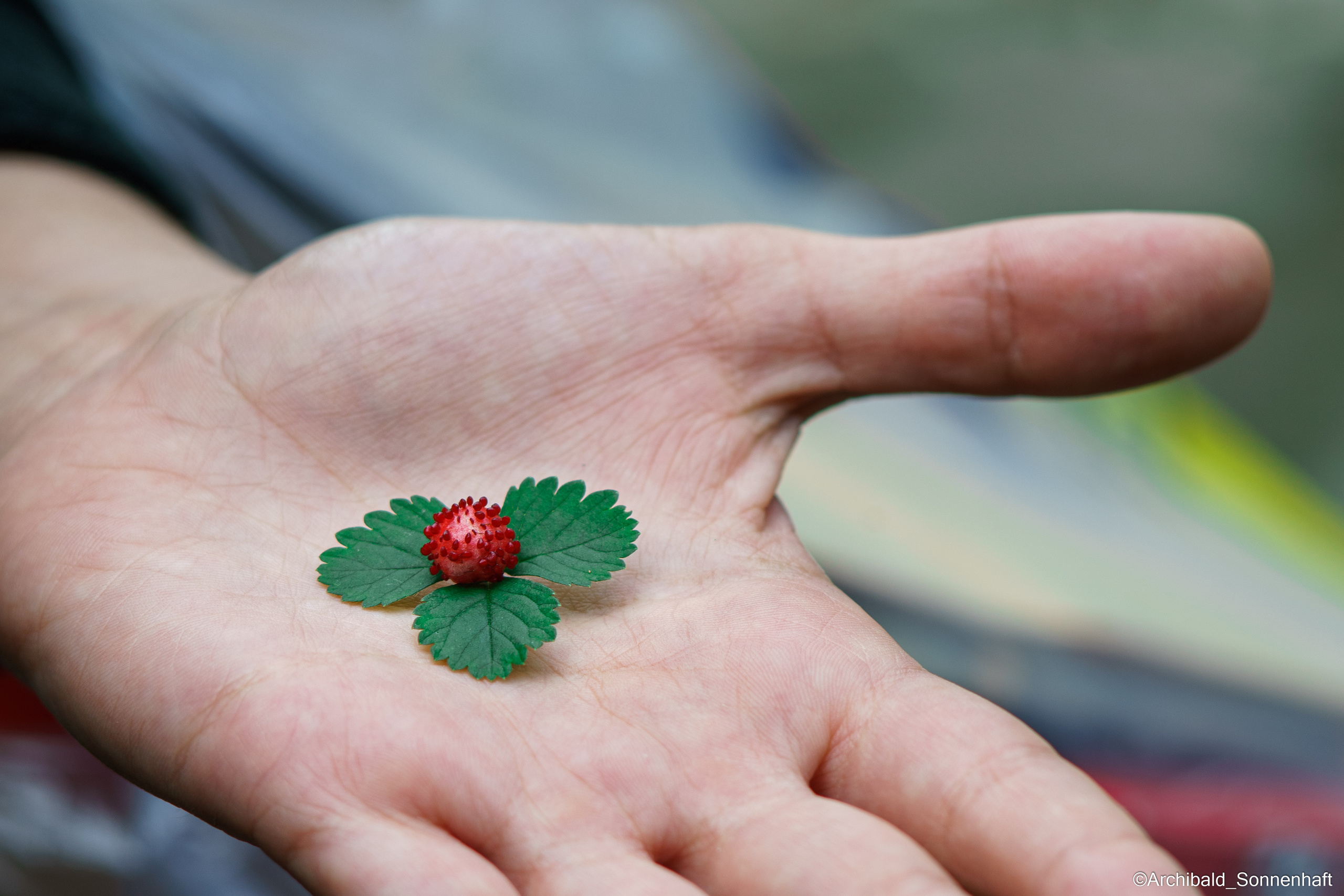 All sorts of leaves and flowers!. Photographer in Guangzhou, China. Archibald Sonnenhaft