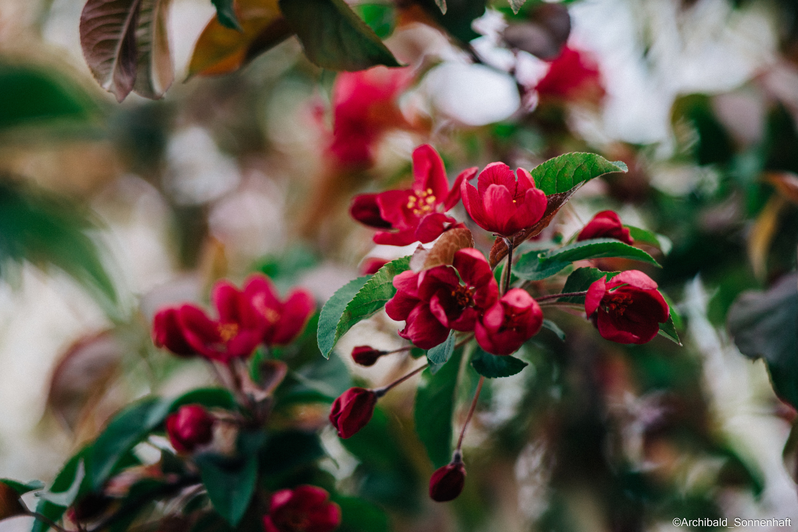 All sorts of leaves and flowers!. Photographer in Guangzhou, China. Archibald Sonnenhaft