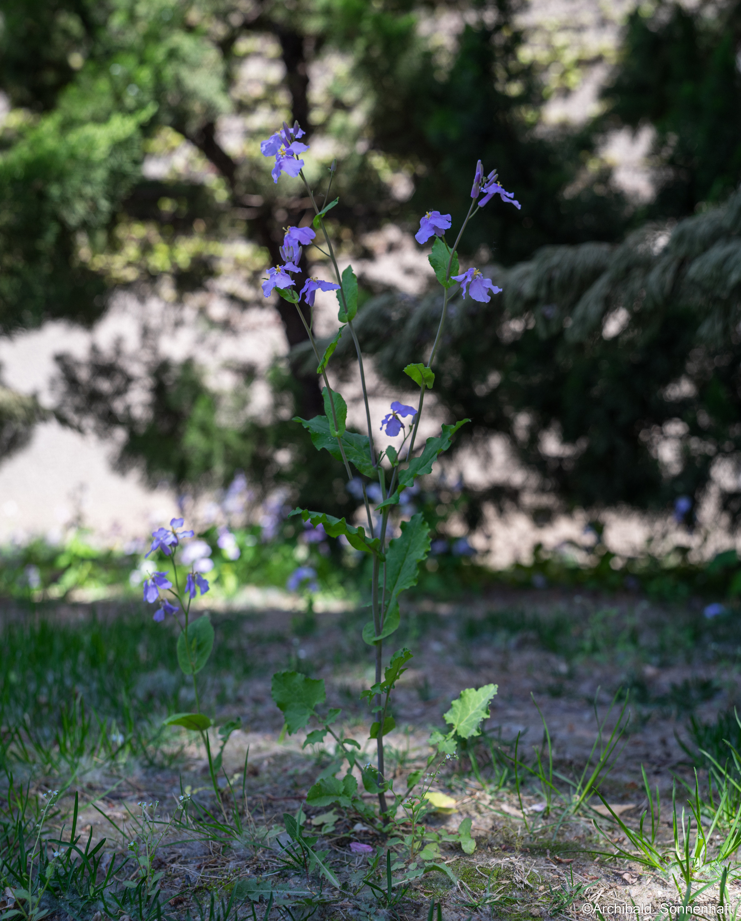 All sorts of leaves and flowers!. Photographer in Guangzhou, China. Archibald Sonnenhaft