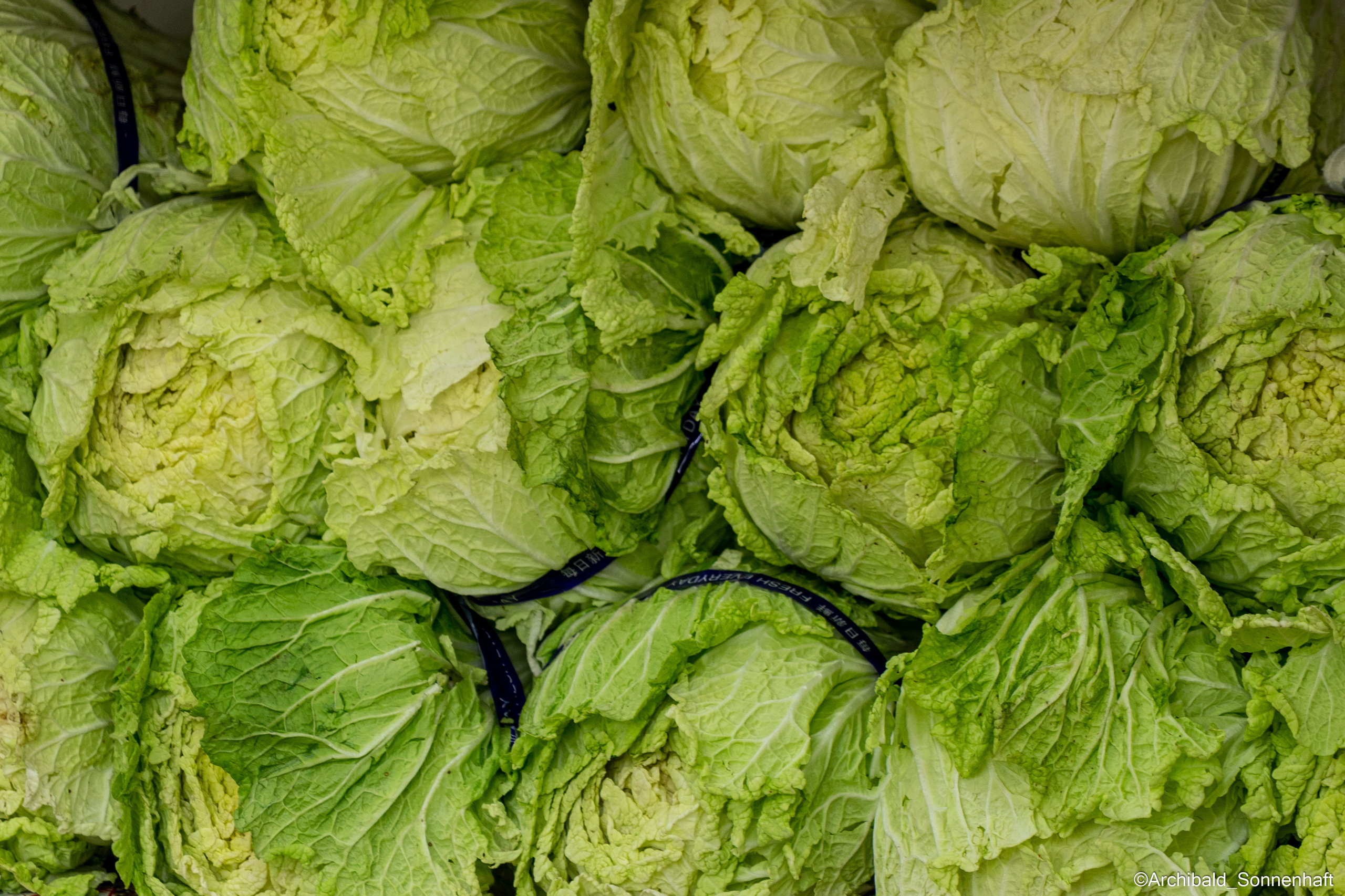 All sorts of leaves and flowers!. Photographer in Guangzhou, China. Archibald Sonnenhaft