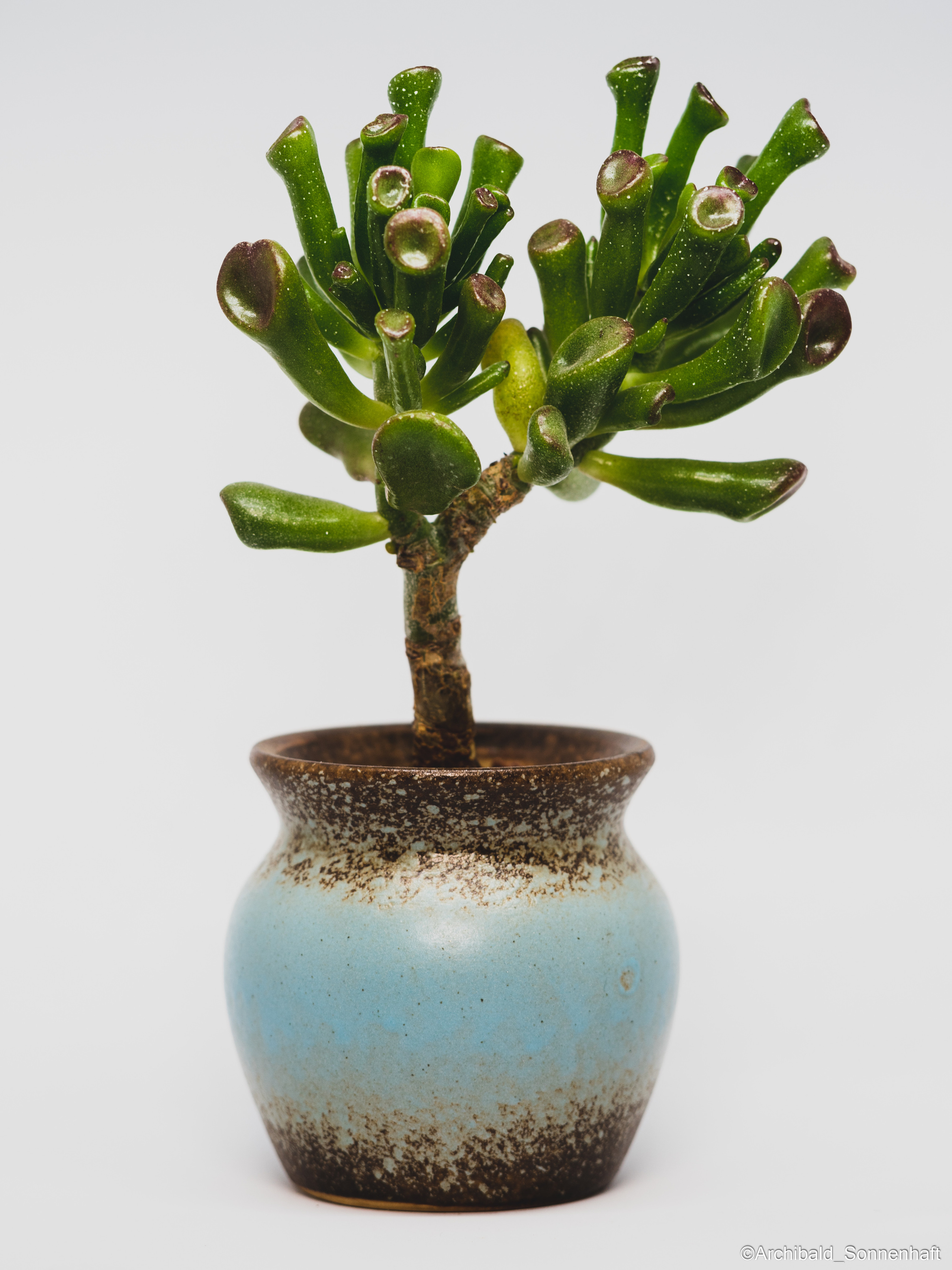 All sorts of leaves and flowers!. Photographer in Guangzhou, China. Archibald Sonnenhaft