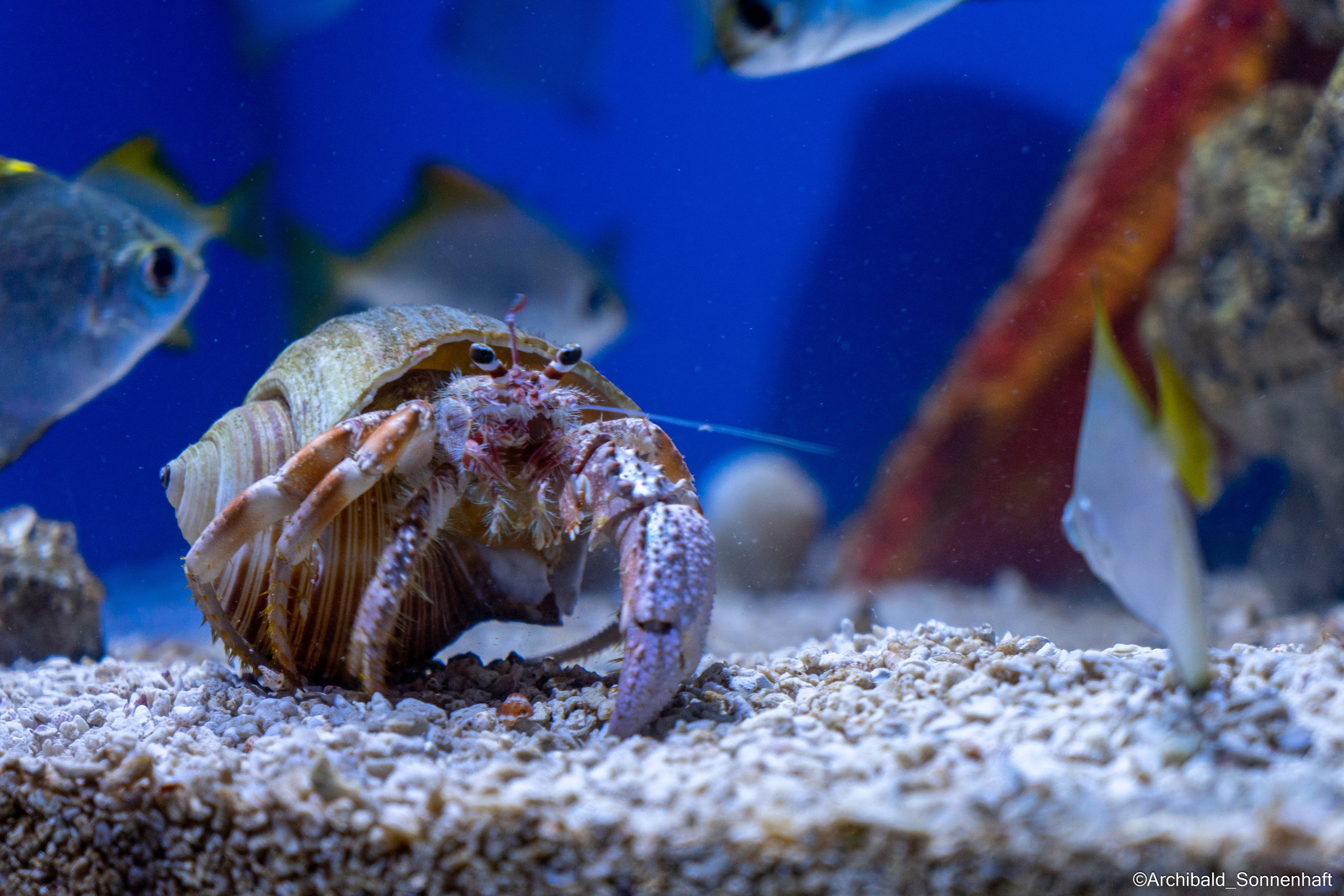 Cats, dogs and other beasts. Photographer in Guangzhou, China. Archibald Sonnenhaft