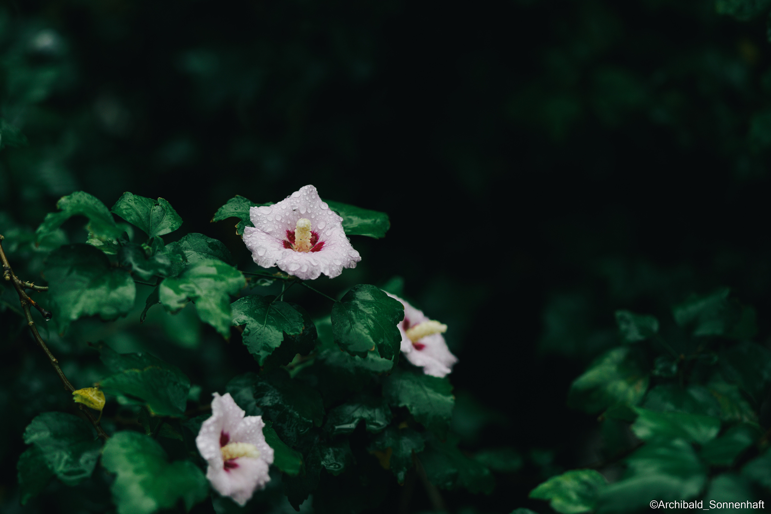 All sorts of leaves and flowers!. Photographer in Guangzhou, China. Archibald Sonnenhaft