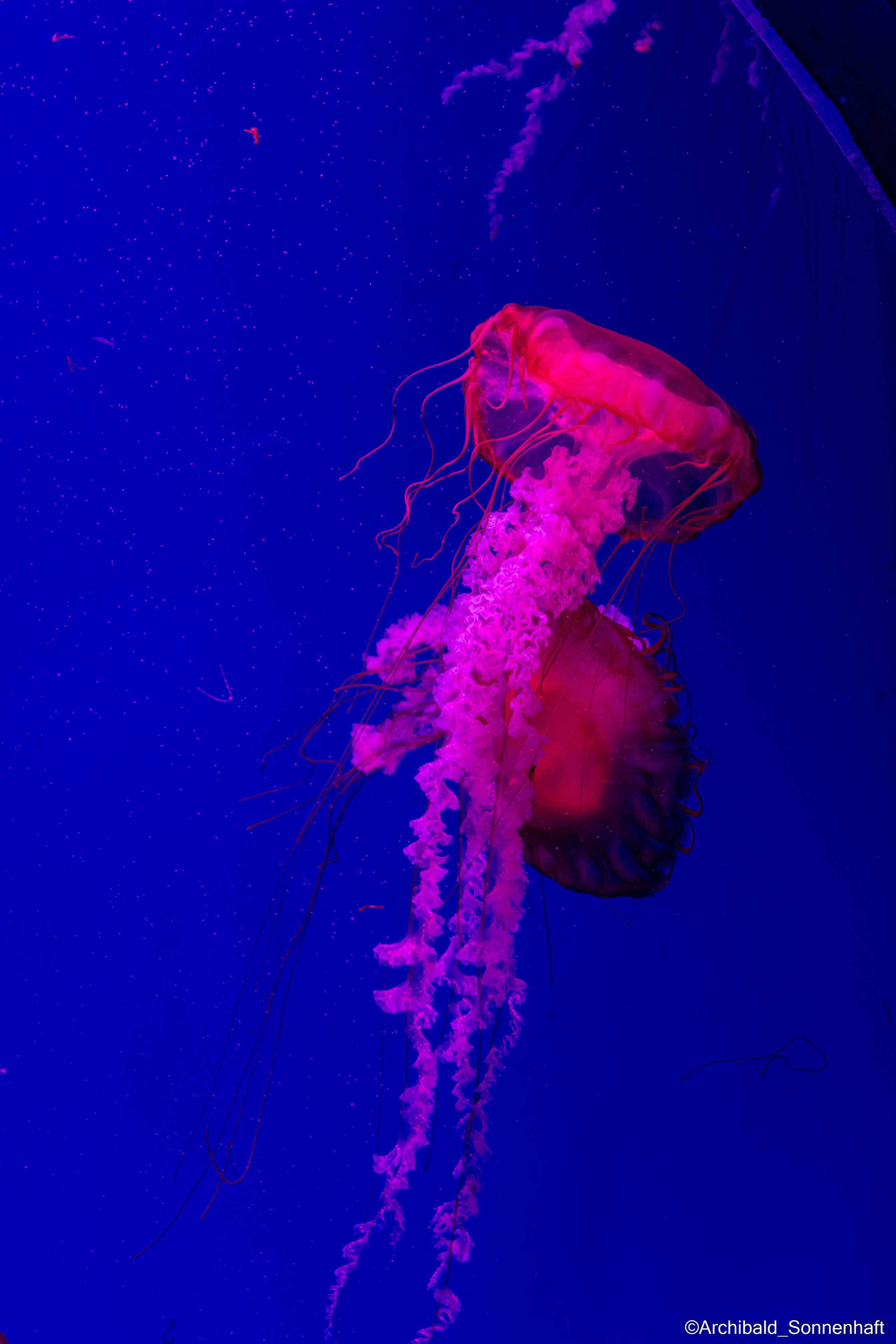 Cats, dogs and other beasts. Photographer in Guangzhou, China. Archibald Sonnenhaft