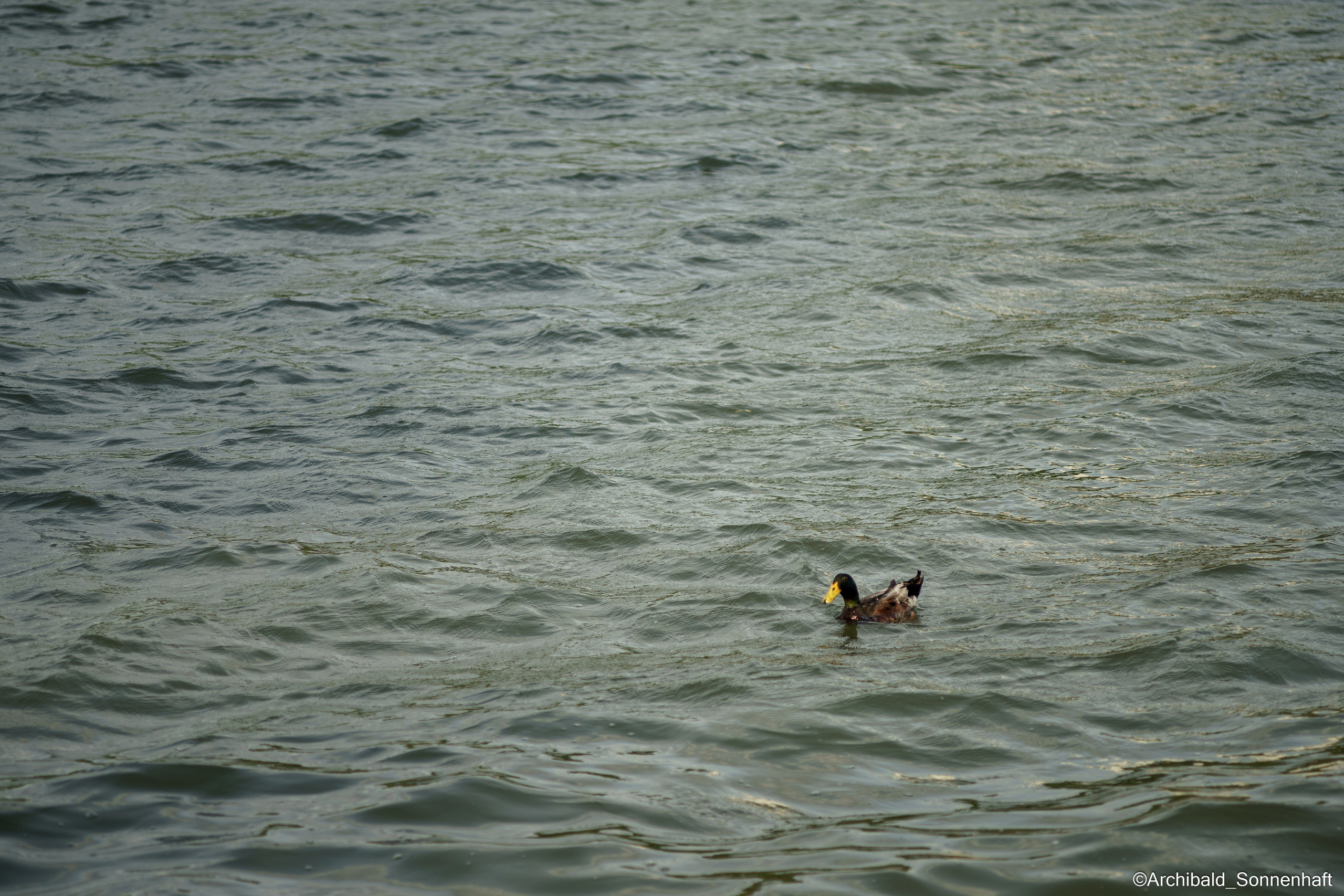 Cats, dogs and other beasts. Photographer in Guangzhou, China. Archibald Sonnenhaft