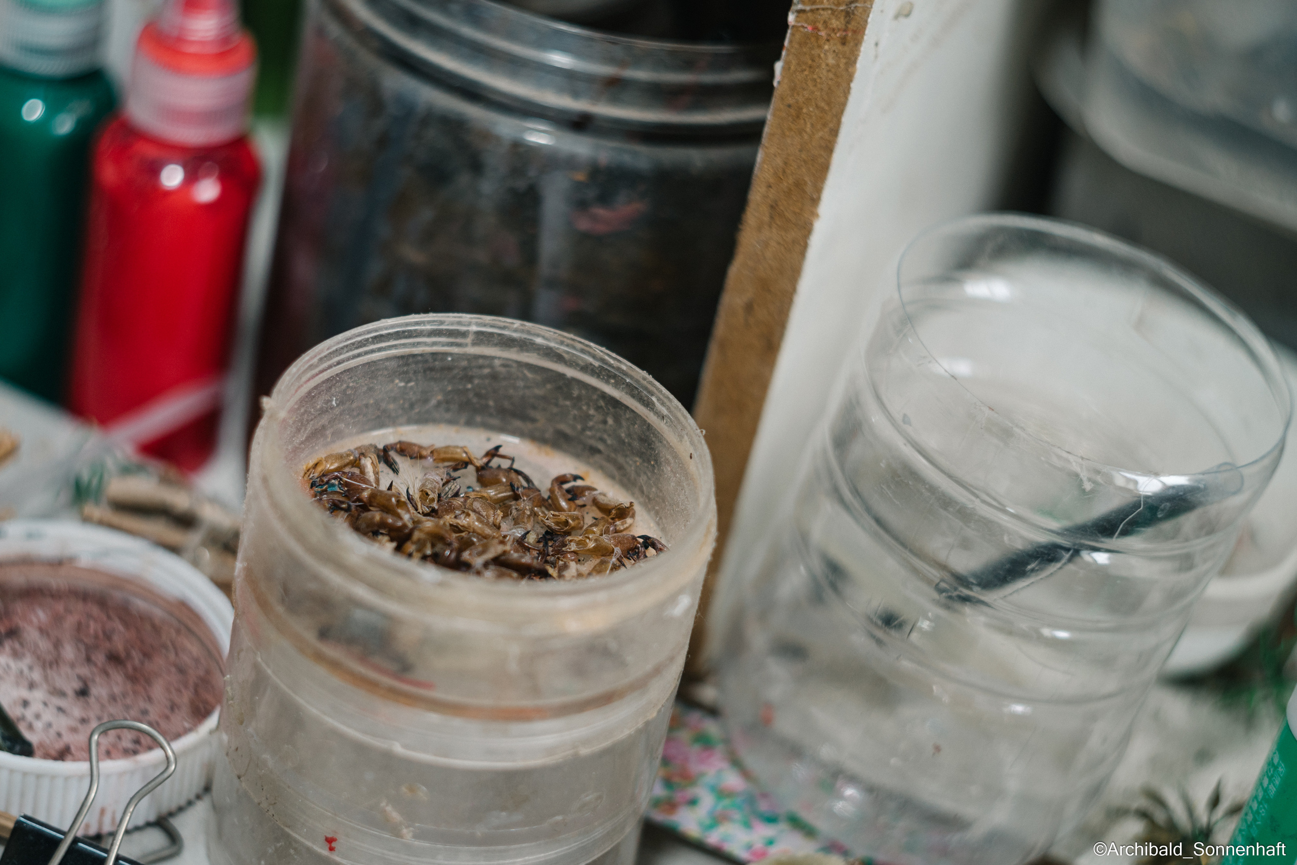 Tianjin specialty “hairy monkey”. Photographer in Guangzhou, China. Archibald Sonnenhaft