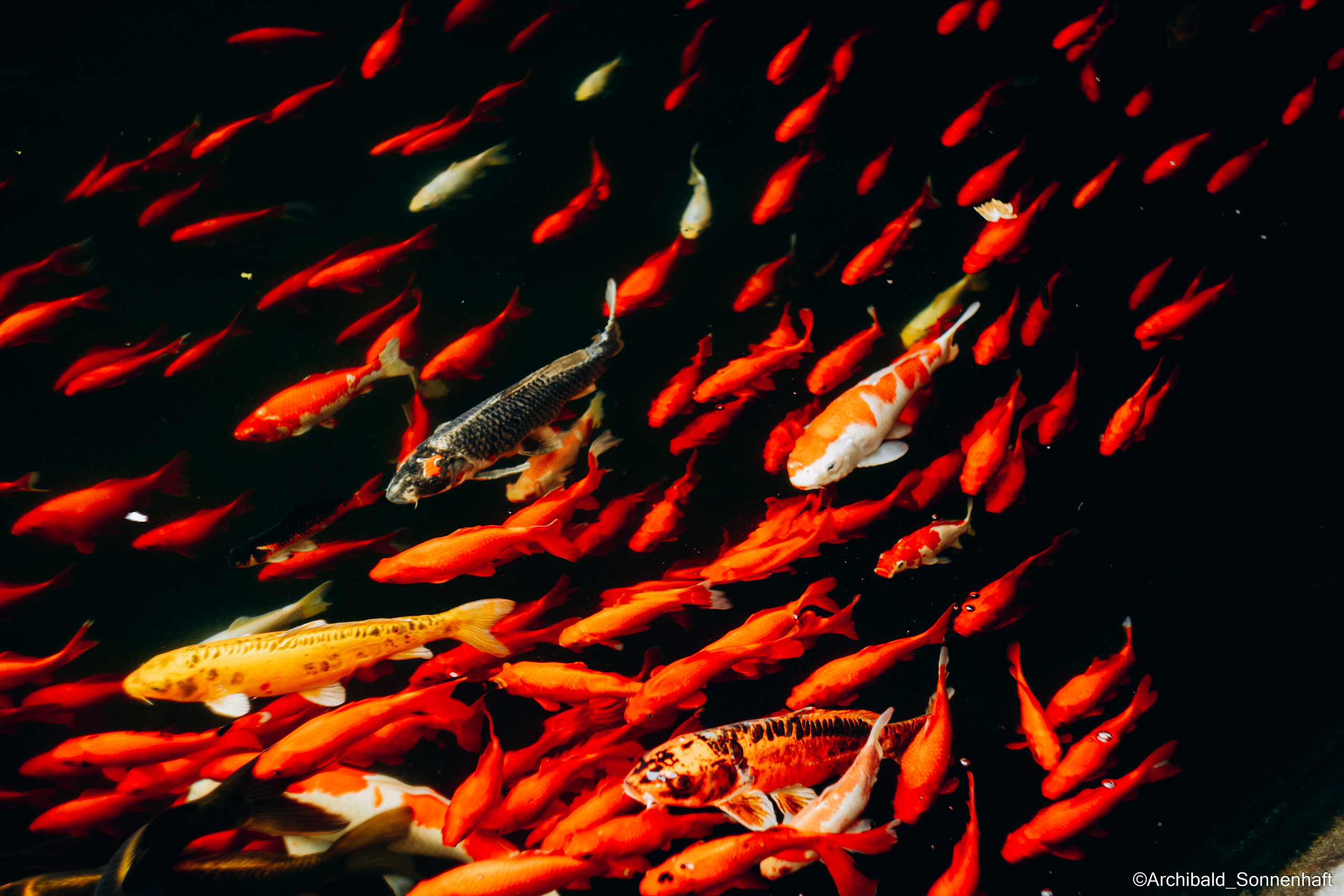 Cats, dogs and other beasts. Photographer in Guangzhou, China. Archibald Sonnenhaft