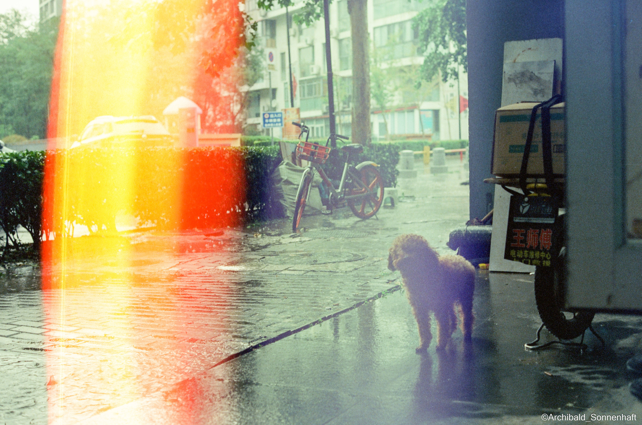 Cats, dogs and other beasts. Photographer in Guangzhou, China. Archibald Sonnenhaft