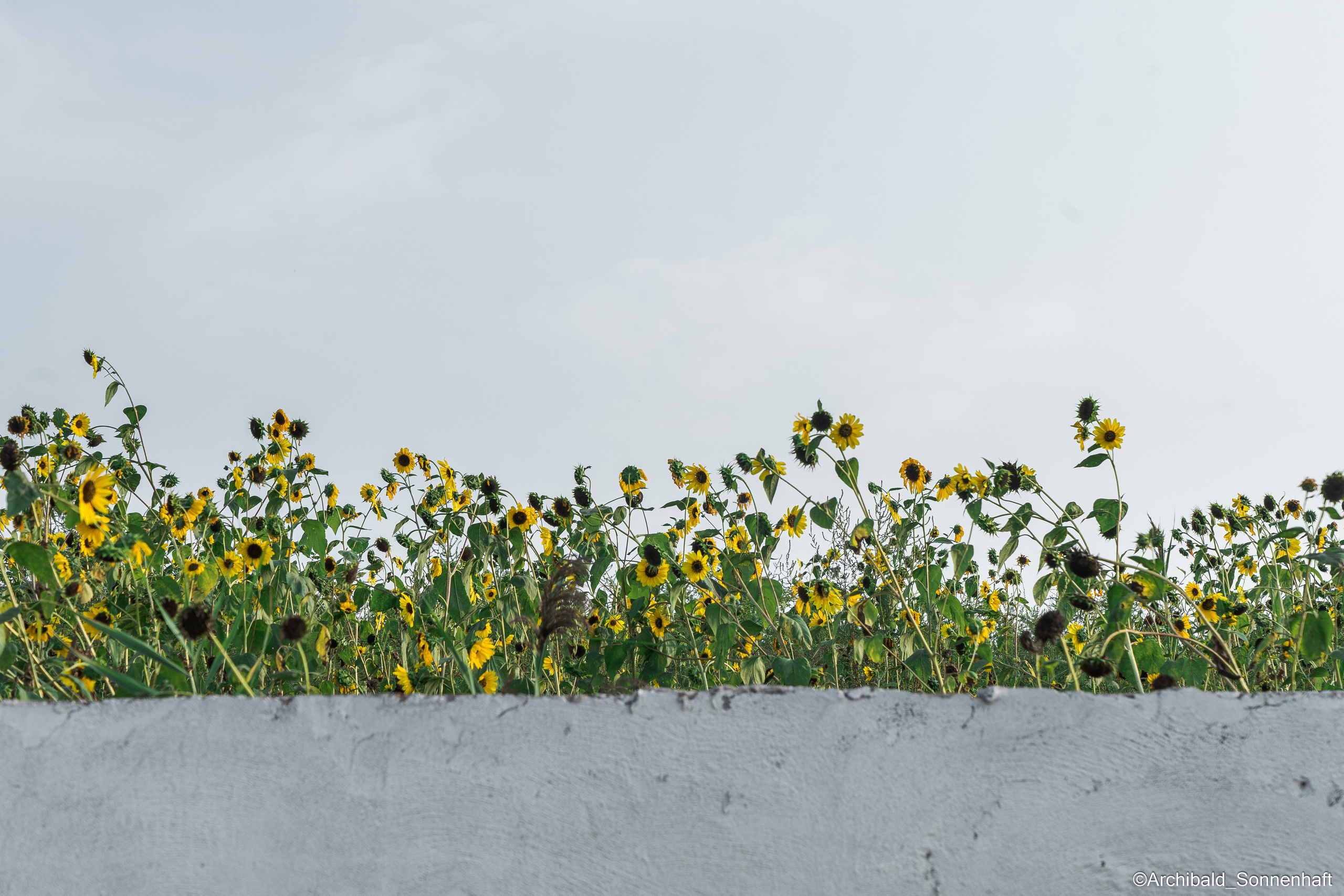 All sorts of leaves and flowers!. Photographer in Guangzhou, China. Archibald Sonnenhaft