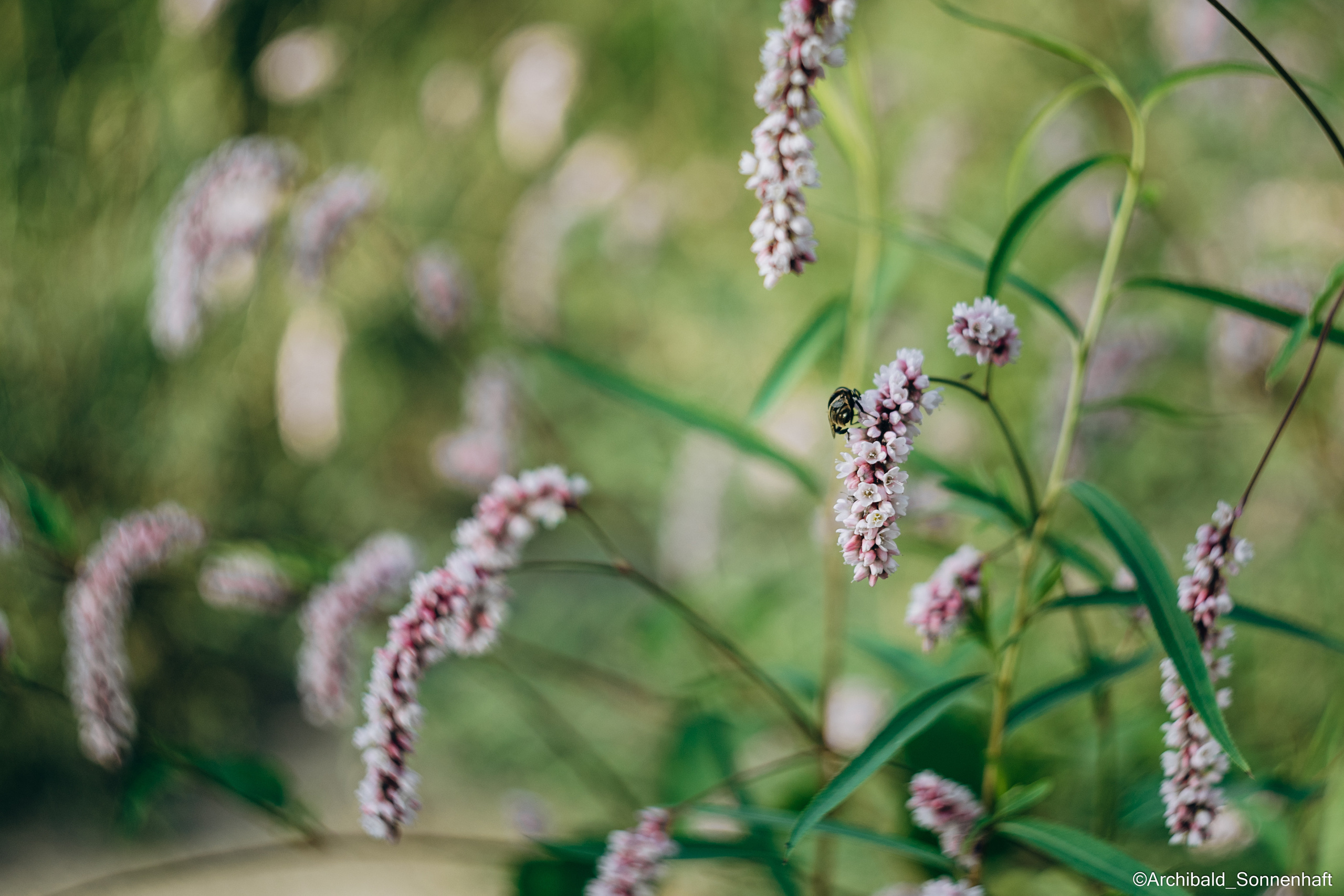 All sorts of leaves and flowers!. Photographer in Guangzhou, China. Archibald Sonnenhaft