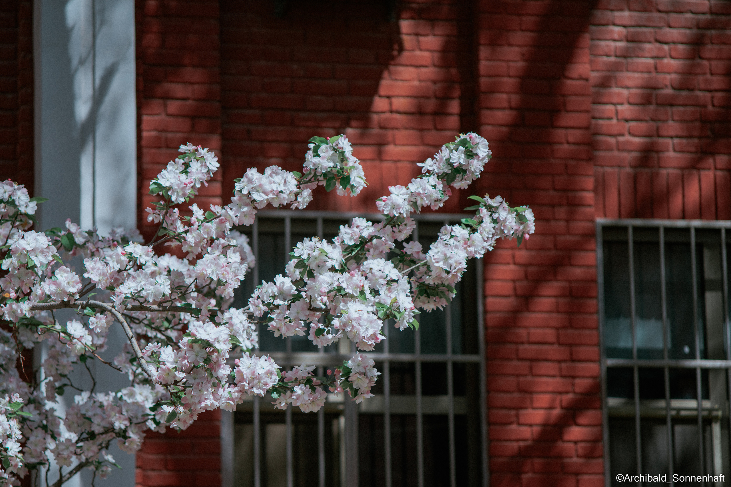 All sorts of leaves and flowers!. Photographer in Guangzhou, China. Archibald Sonnenhaft