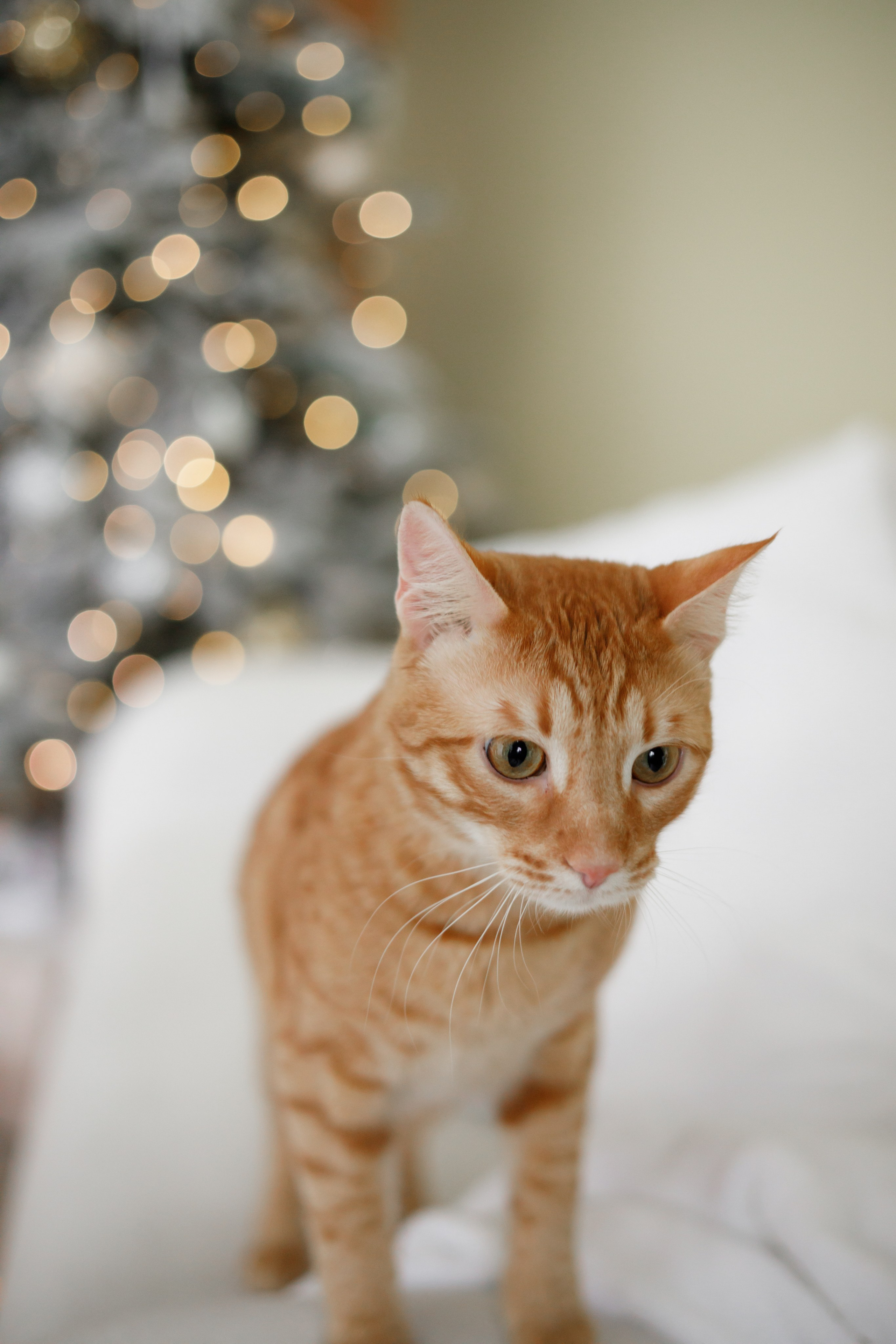 Съемка на циклораме в фотостудии «Level-100» в г. Королев. Свадебный и репортажный фотограф (Москва, Королев и другие)