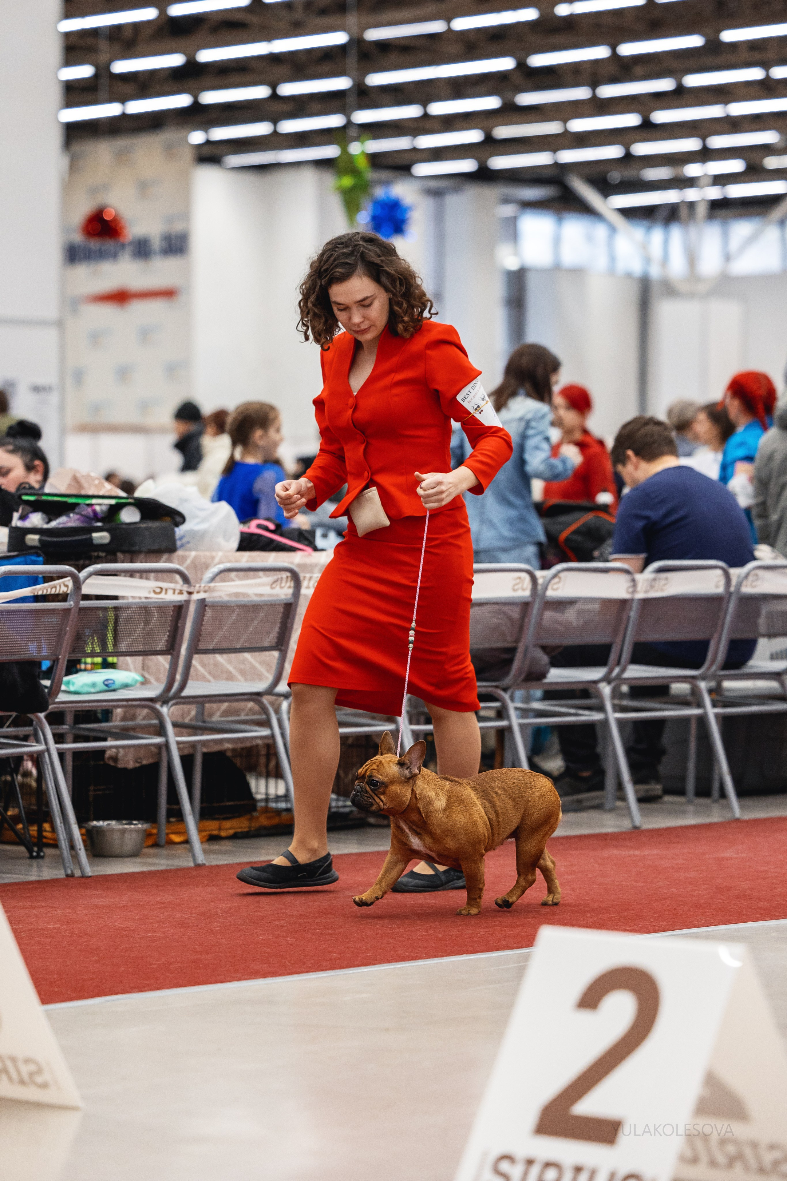 14.12.2024 Выставка собак всех пород «Кубок Дружбы — 2024». YULA KOLESOVA | Фотограф — Анималист | Художник | Тюмень