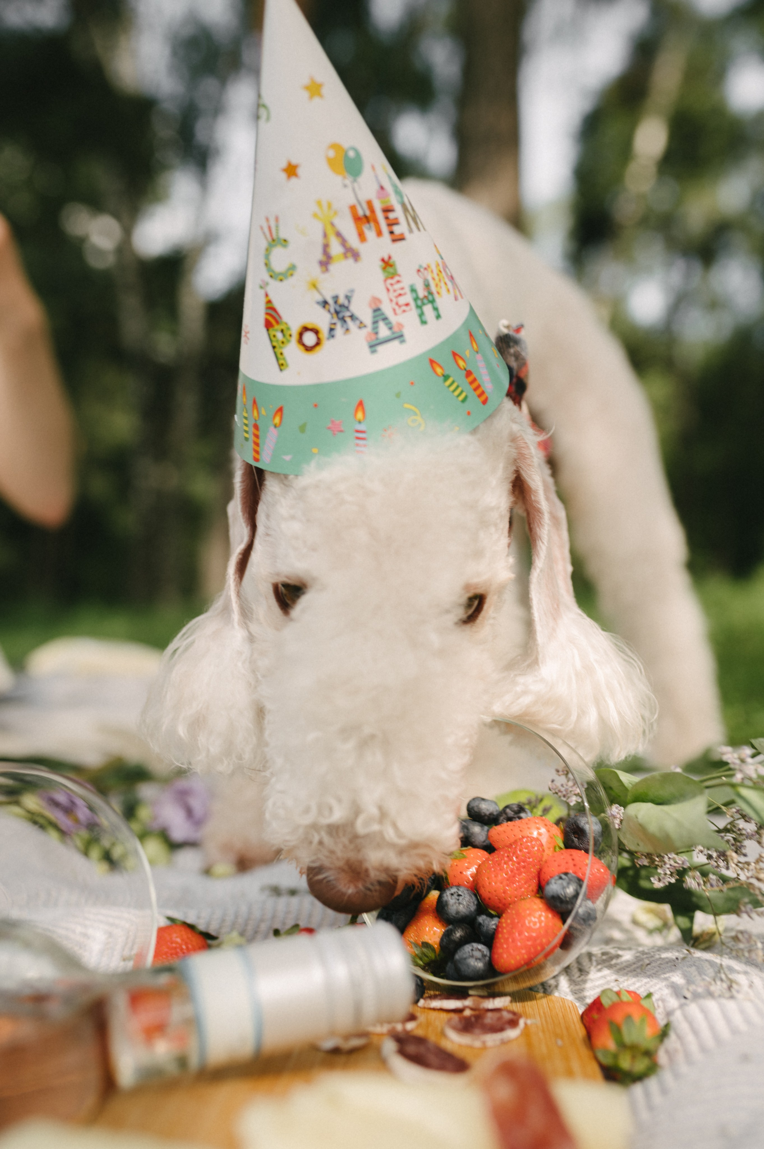 Лиза и Каспер. Фотограф анималист в Москве Ольга Агушева