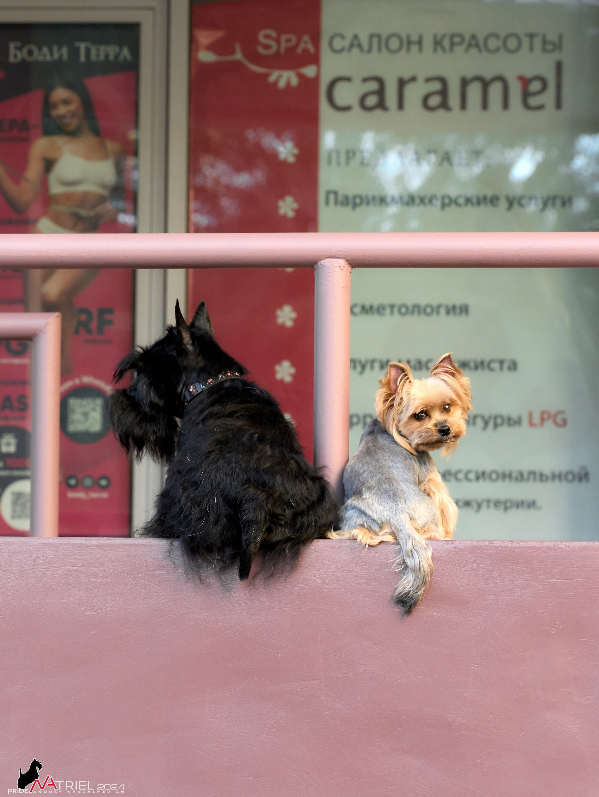 Фотопрогулка с собаками Бася и Циля