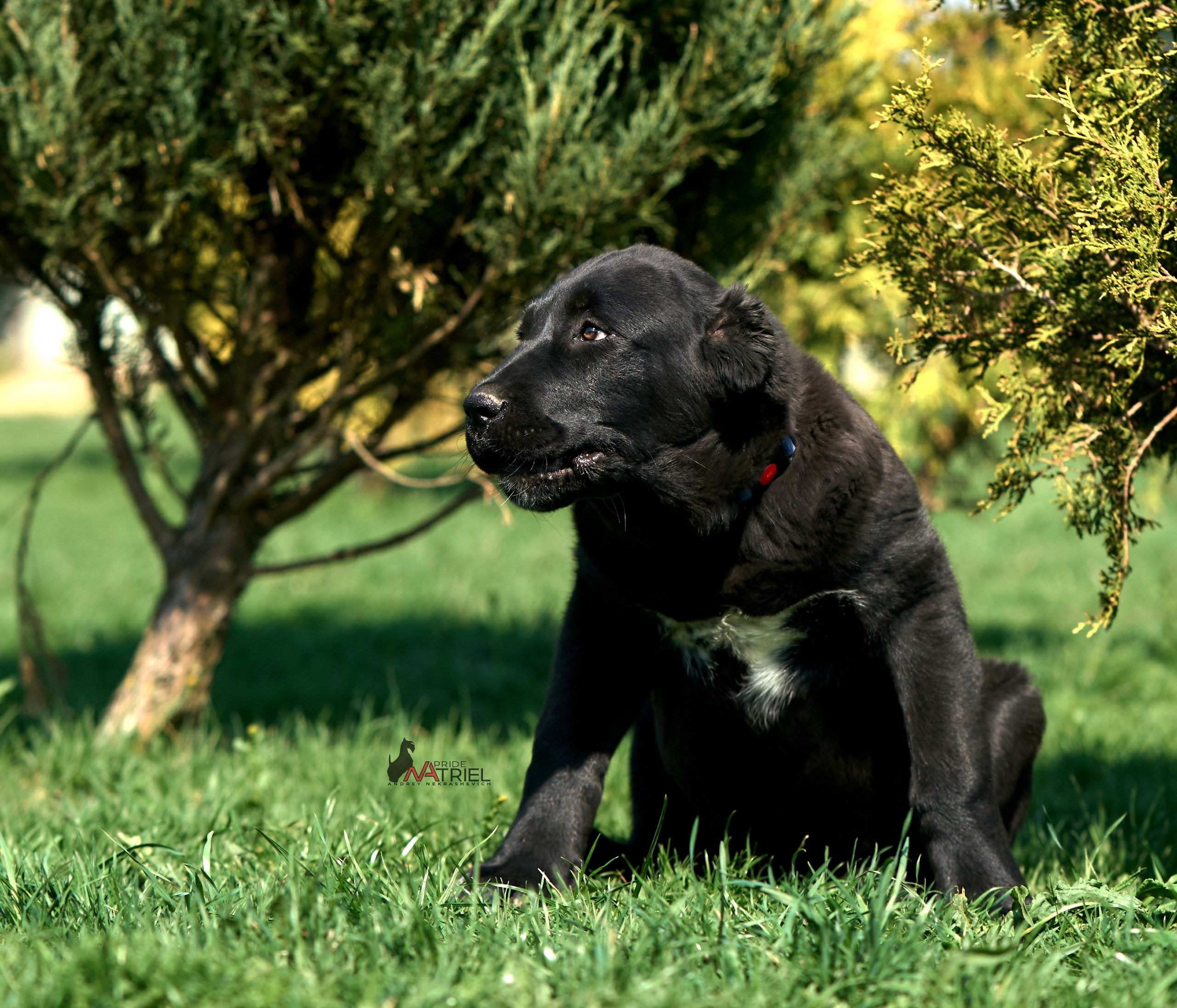 Среднеазиаты — щенки и взрослые