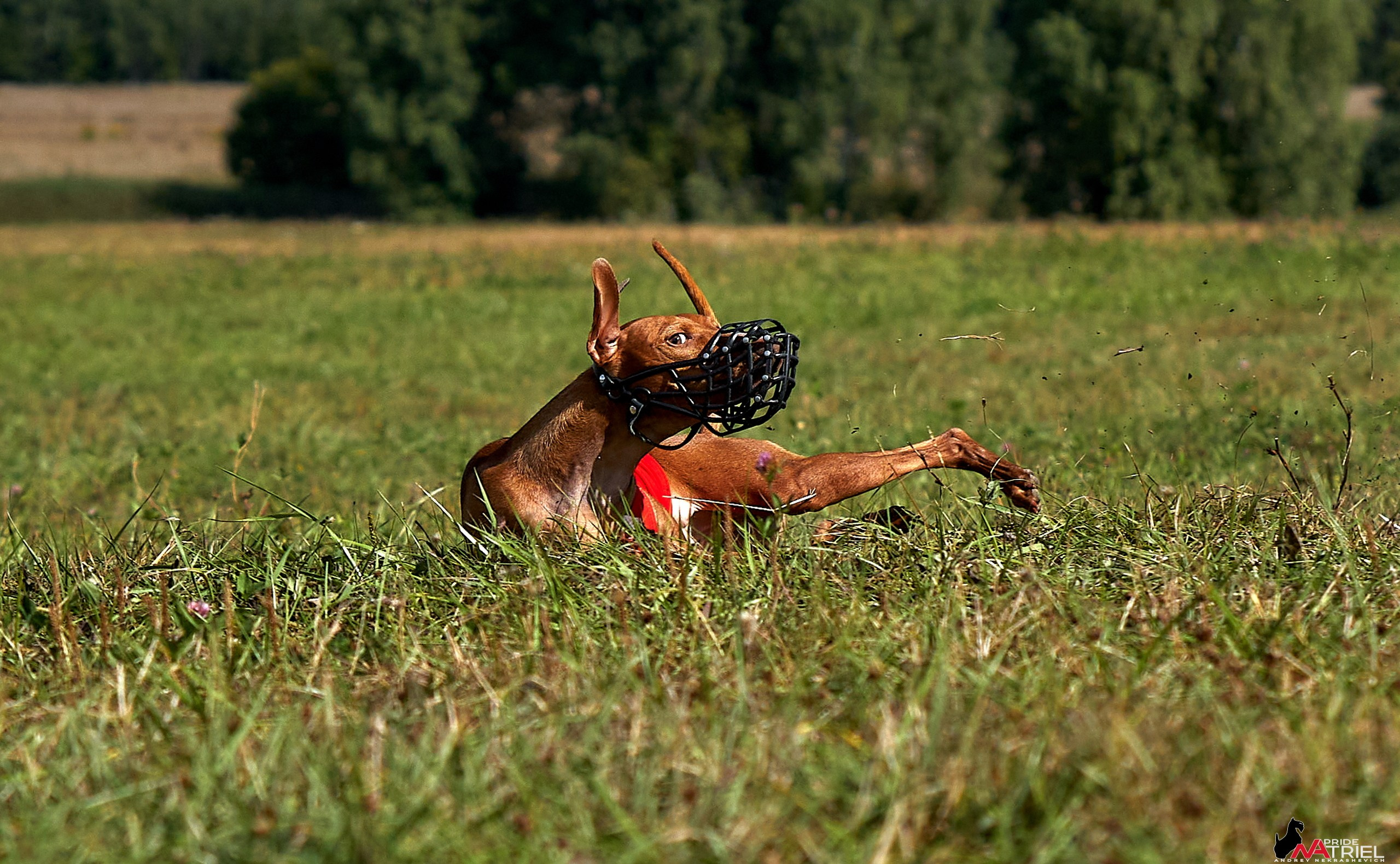 Съемка курсинг — галерея NATRIEL