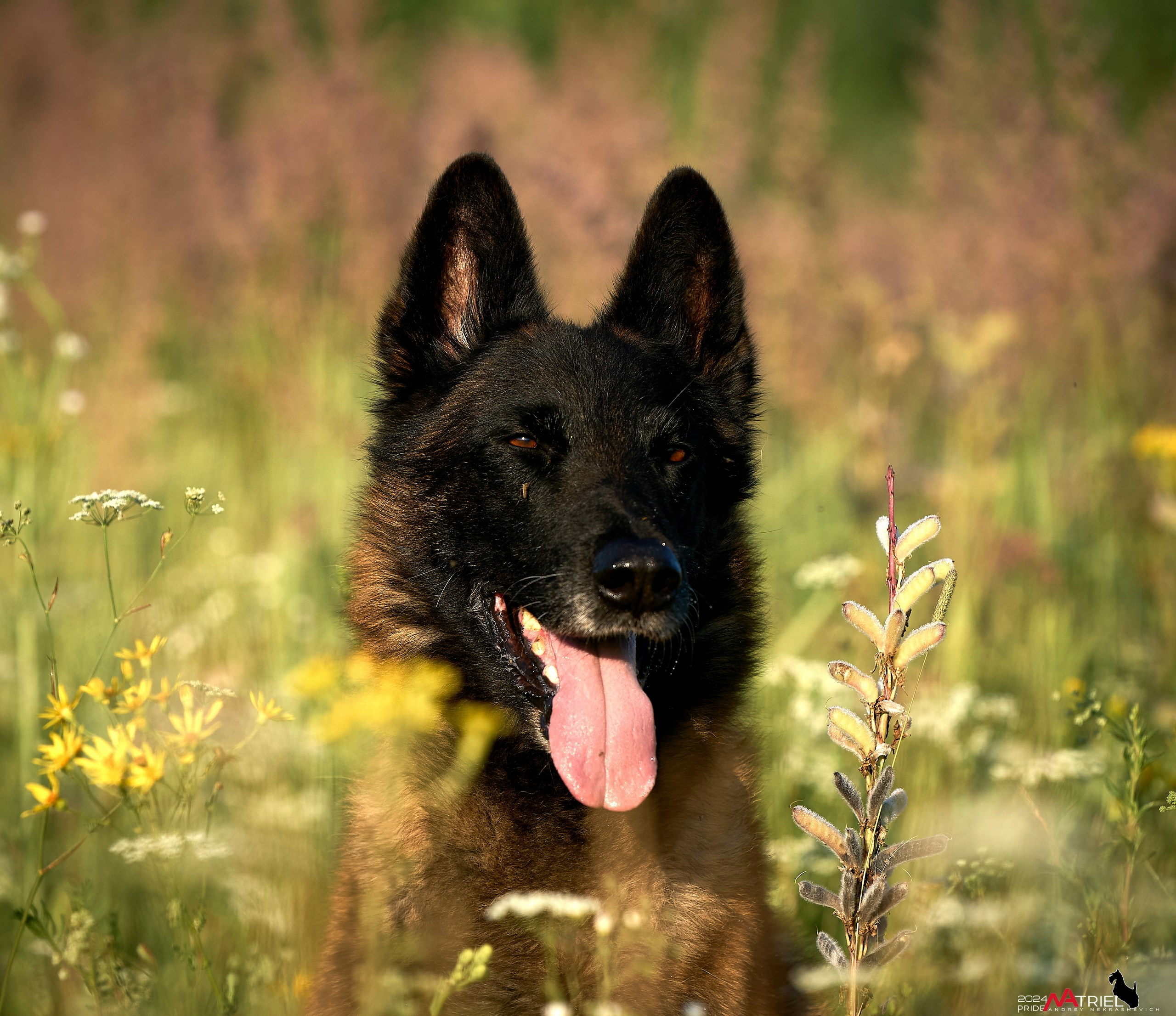 Репортаж из кинологического лагеря