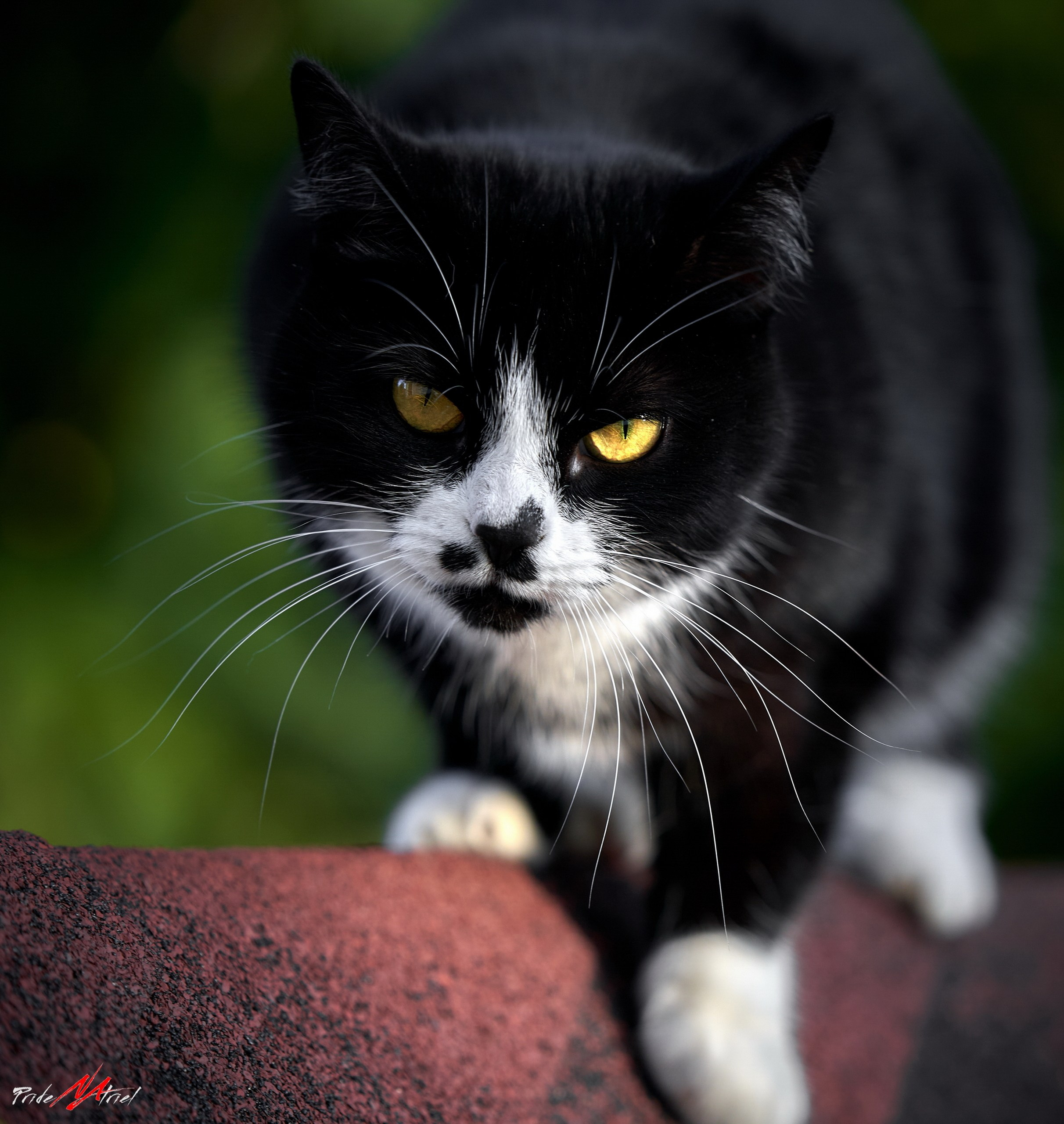 Домашние кошки — галерея NATRIEL