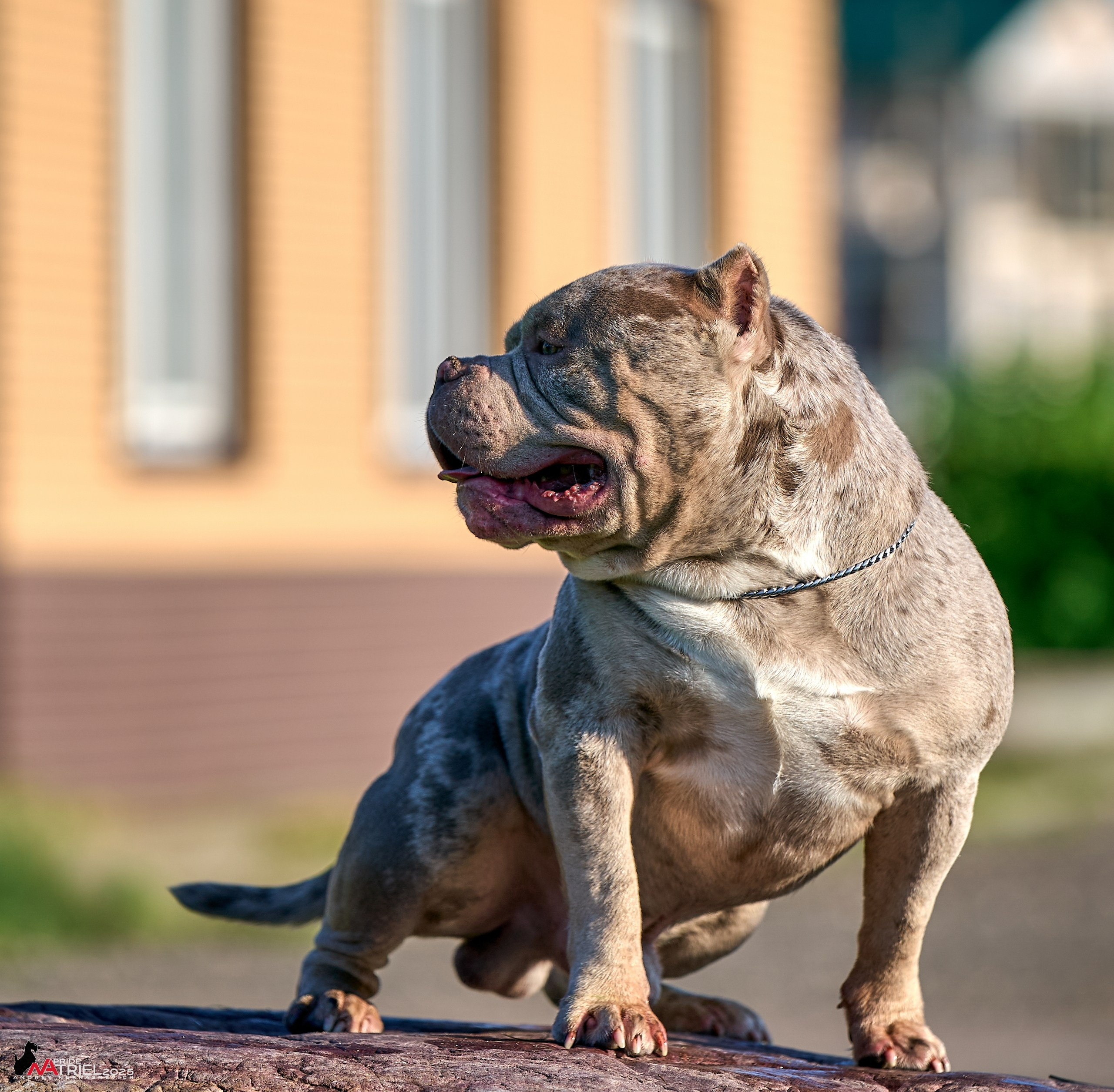 Съемка собак породы булли на природе