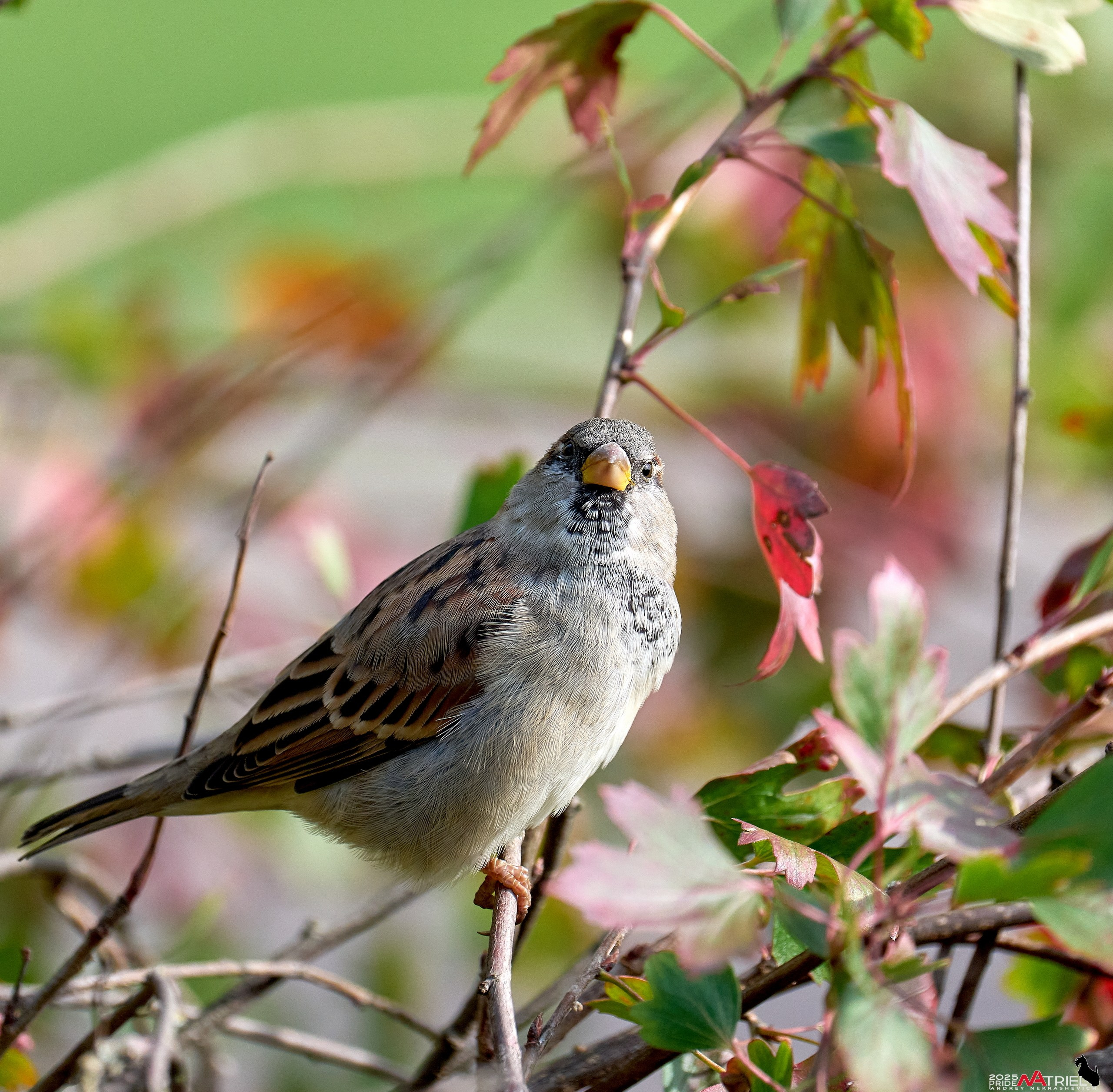 Съемка с объективом Sony 200-600 на камеру Sony A1m2
