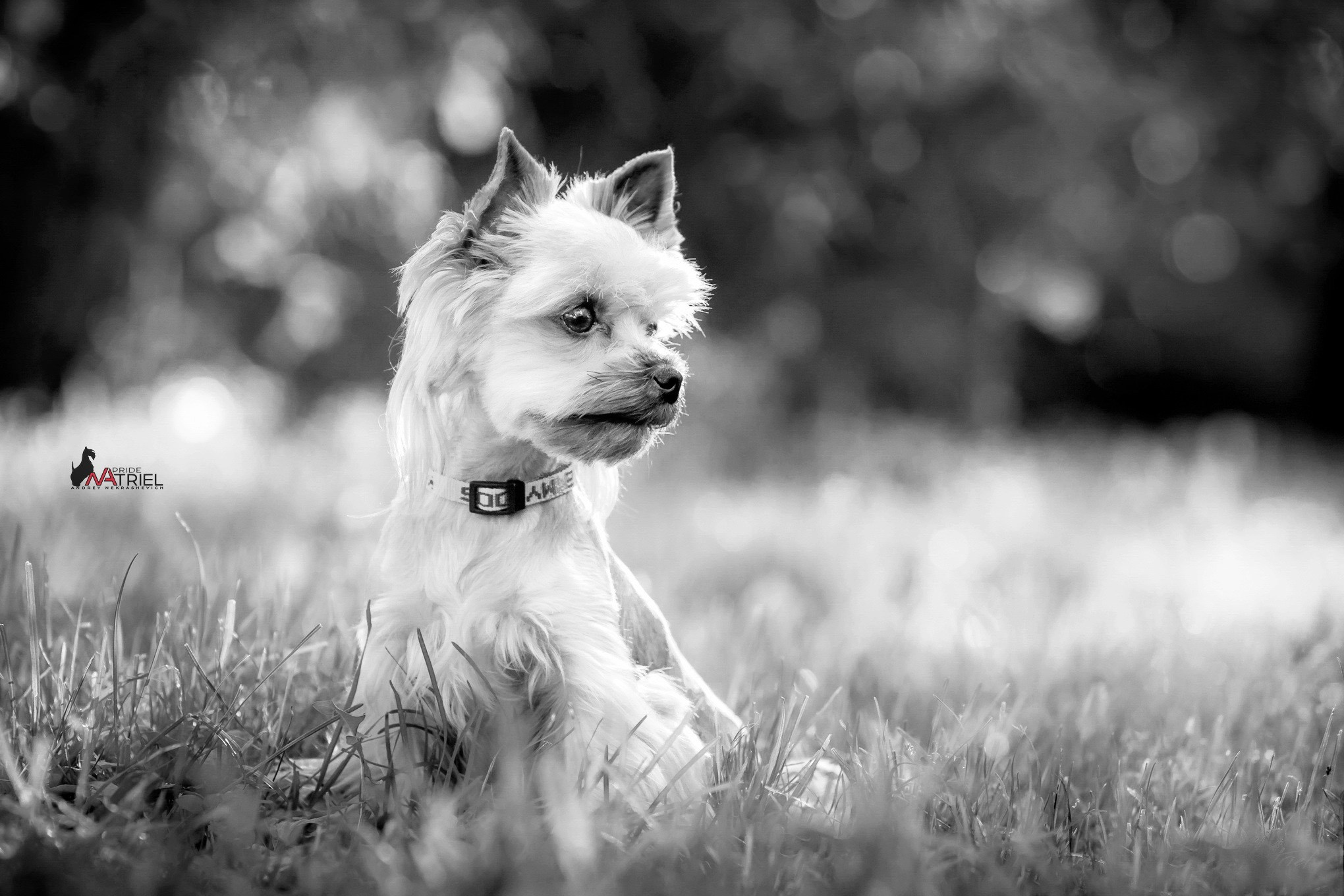 Йоркширский терьер Циля