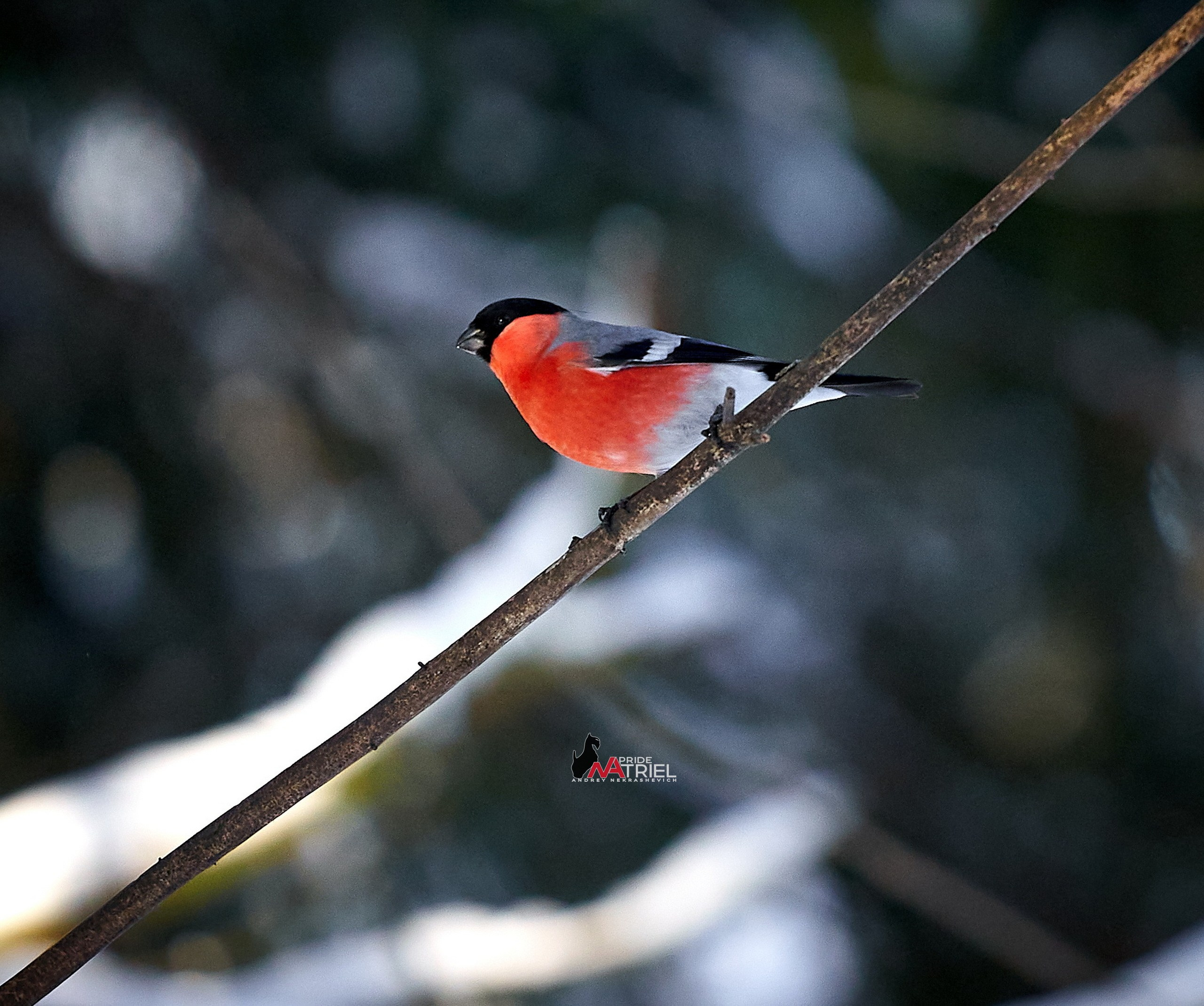Фото птиц — галерея NATRIEL