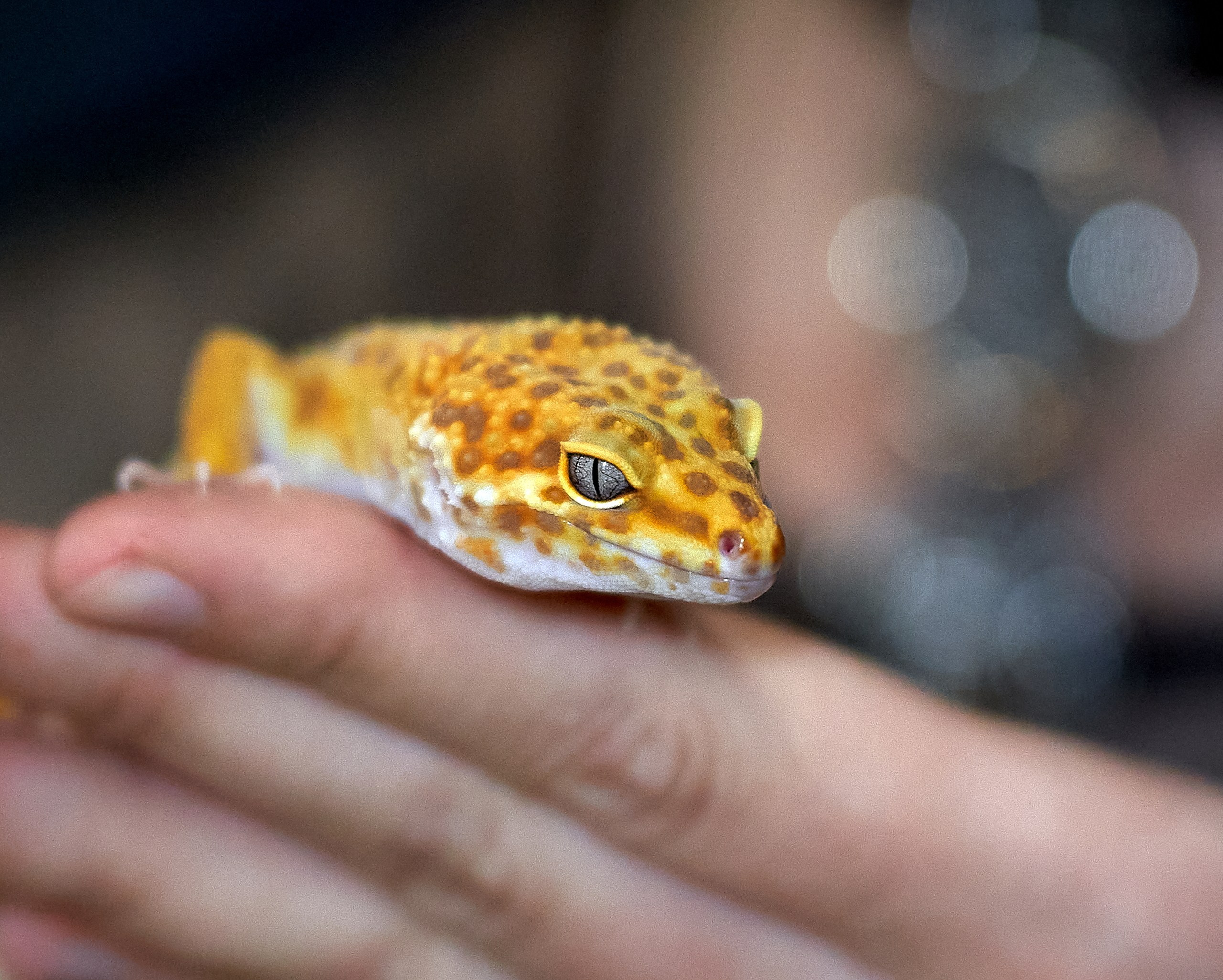 Рептилии — галерея NATRIEL