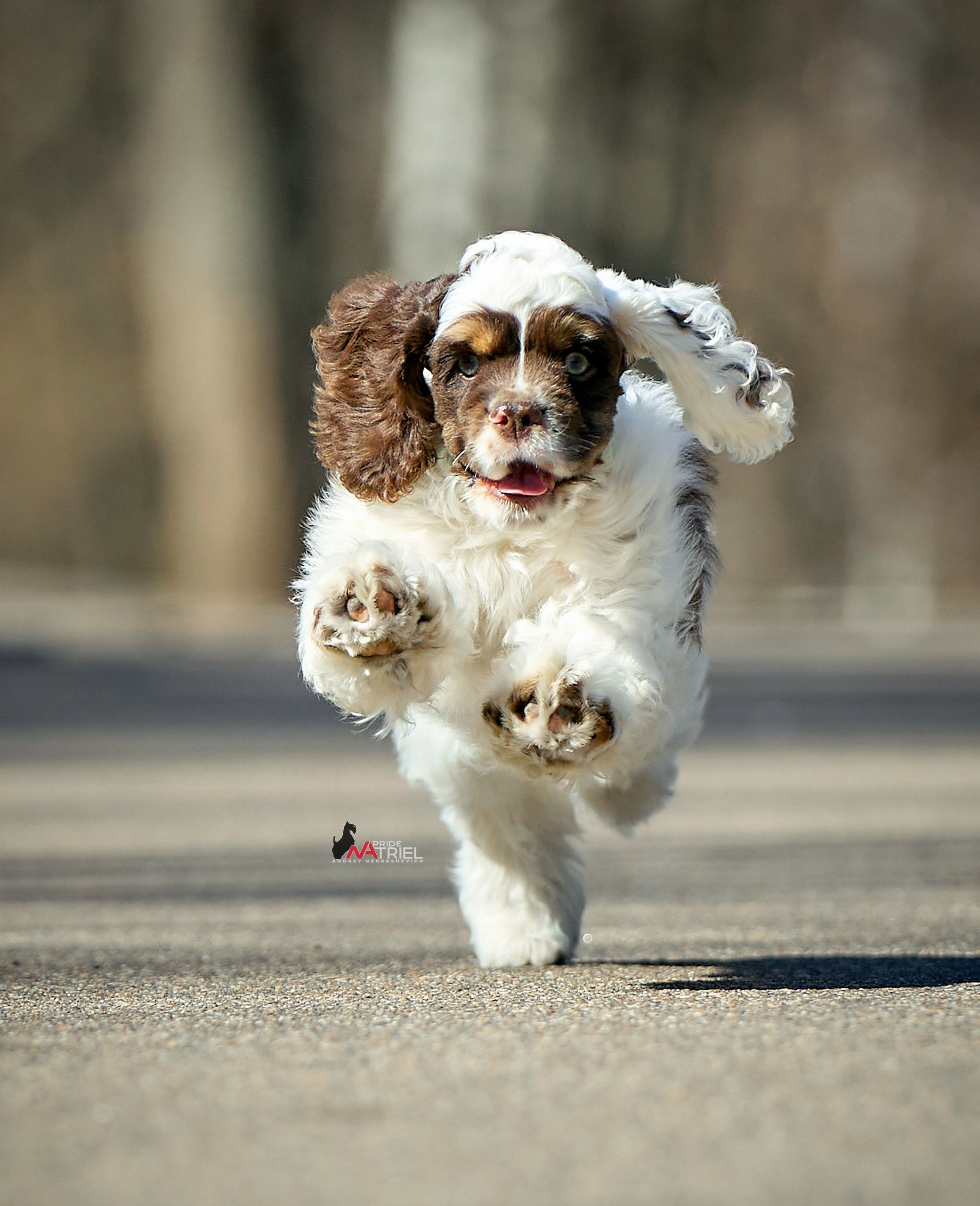 Прогулка со щенком