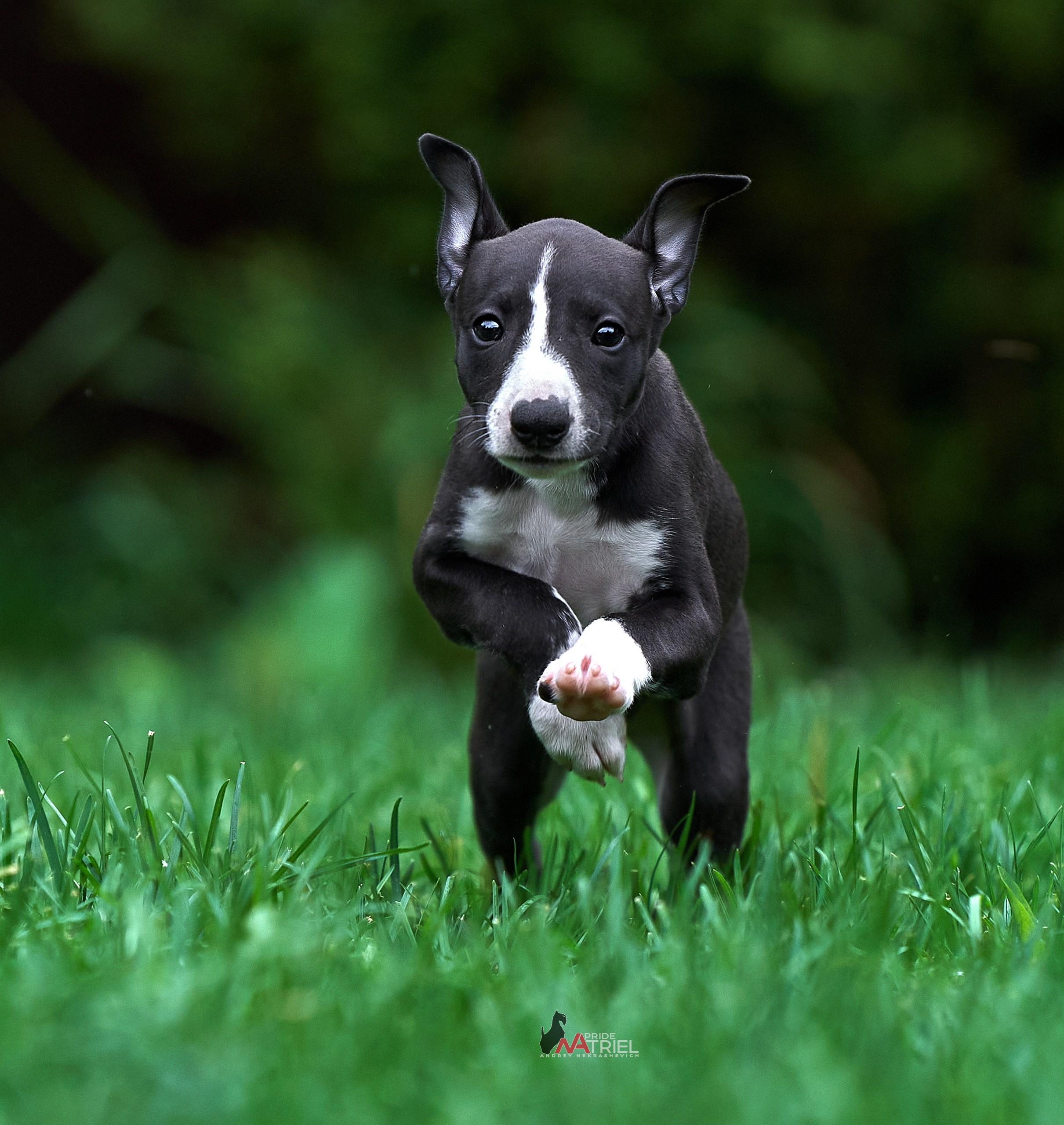 Щенки на прогулке — галерея NATRIEL
