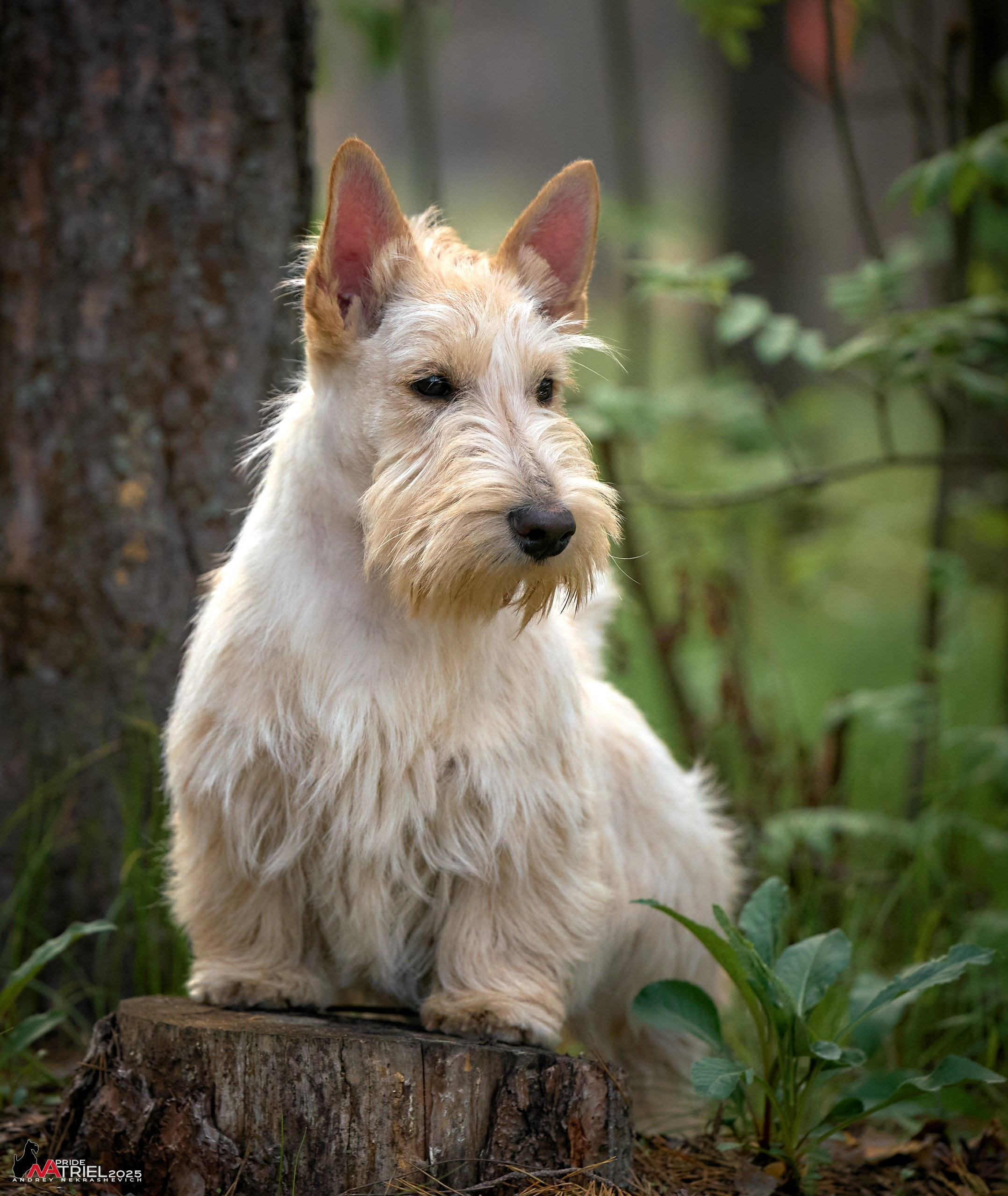 Выставка собак Суздаль-Владимир