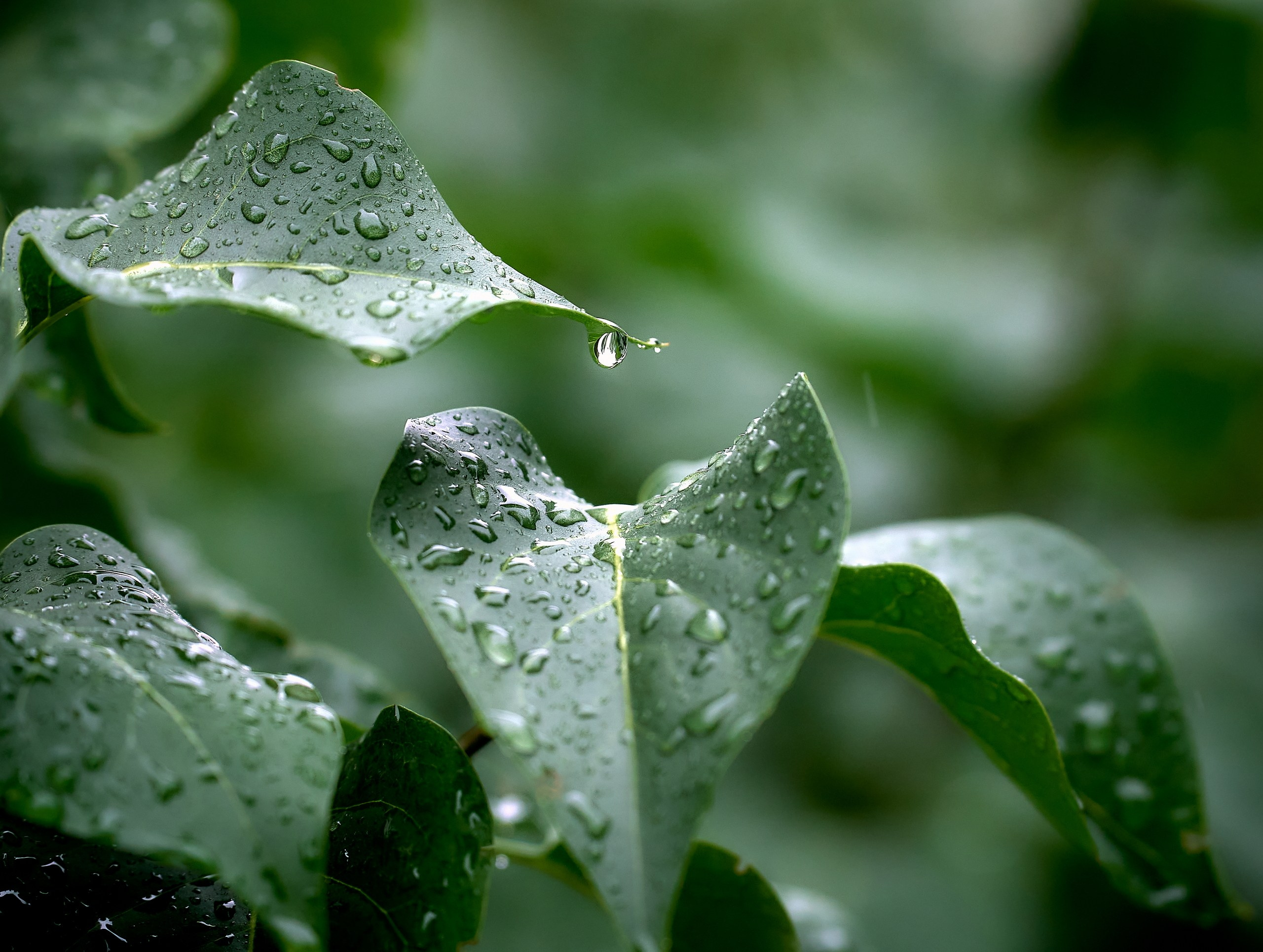 Лютики-цветочки — галерея NATRIEL