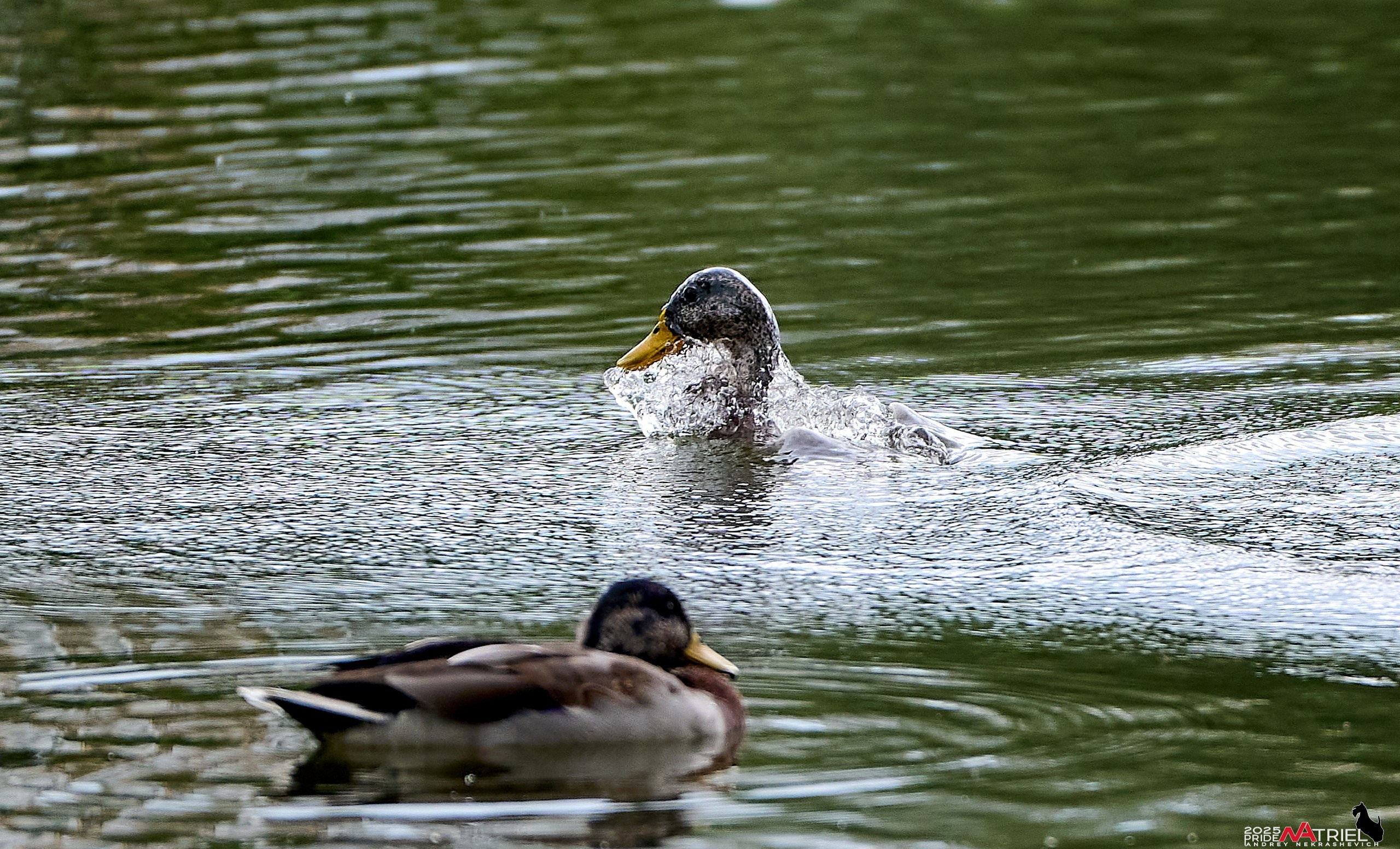 Утки на пруду