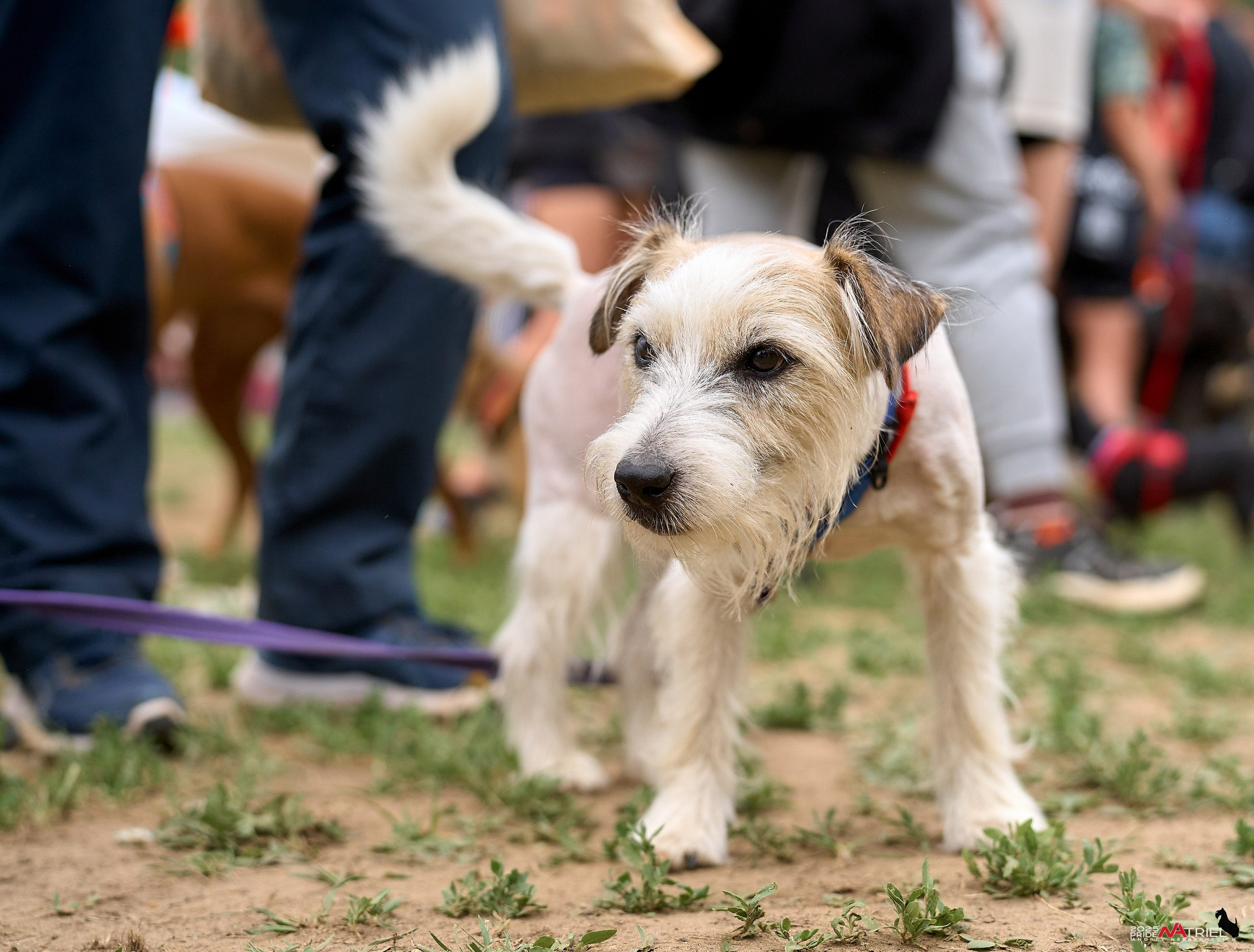 Russian Extreme Dog Trail — 2025