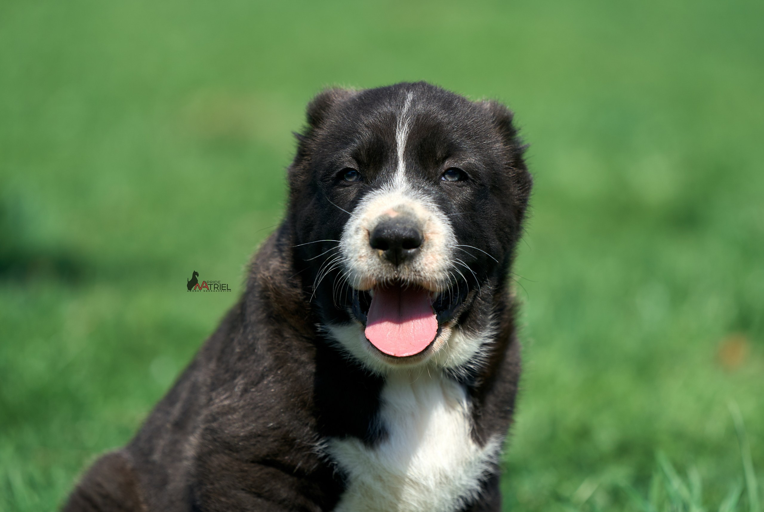 Среднеазиаты — щенки и взрослые