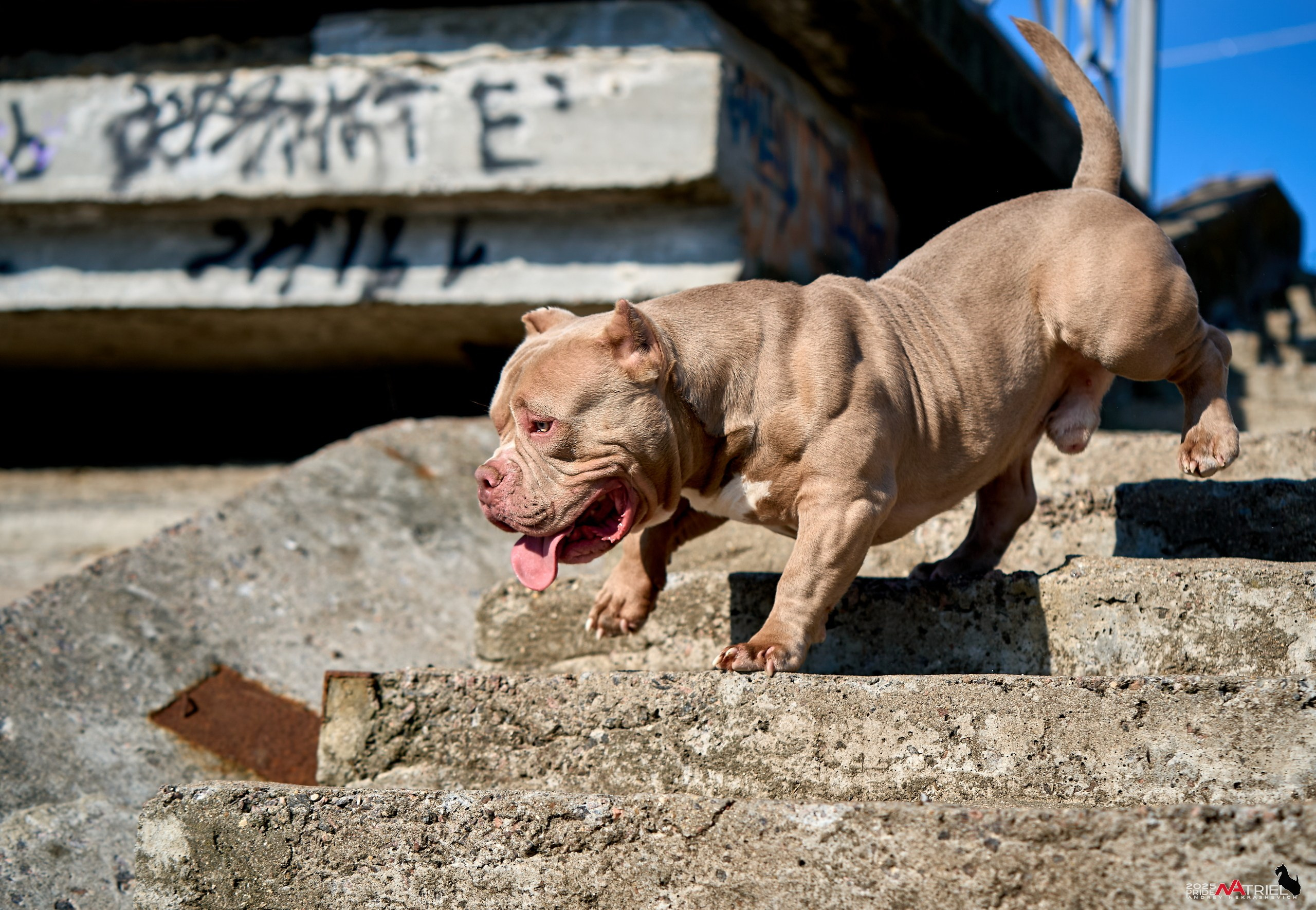 Съемка собак породы булли на природе