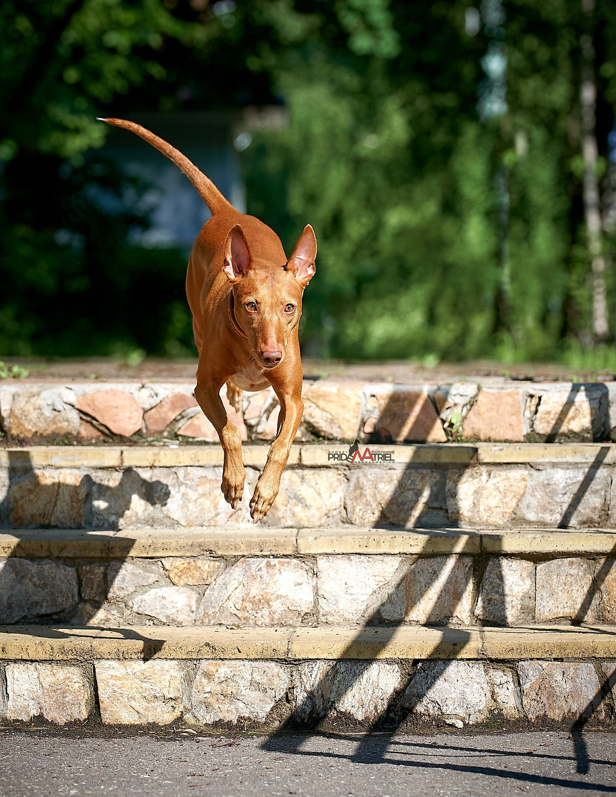 Прогулка в движении — галерея NATRIEL