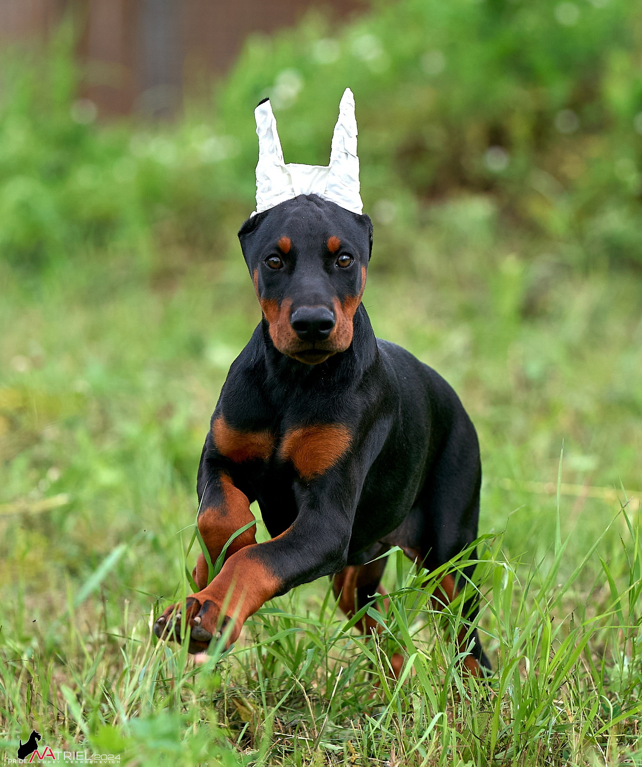 Съемка щенков доберманы