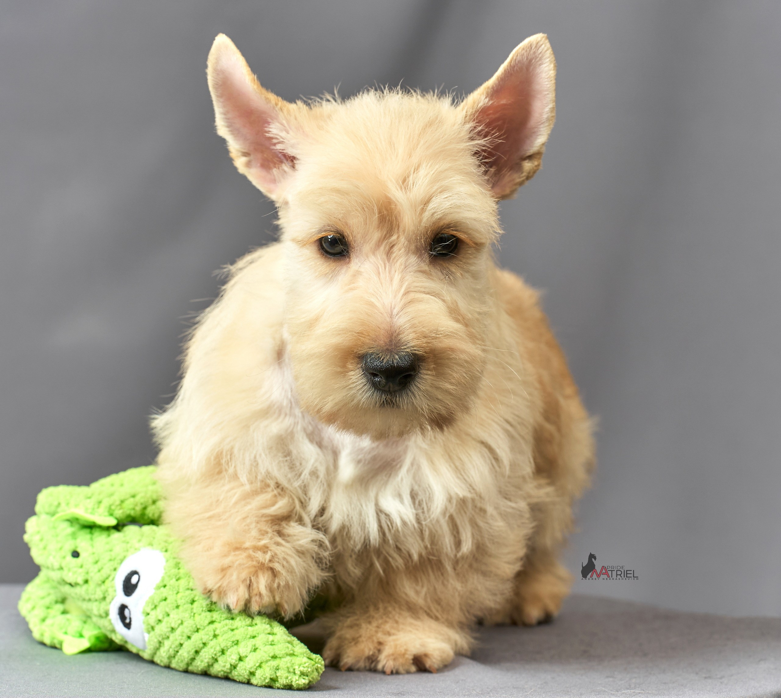 Съемка щенков скотч-терьеров