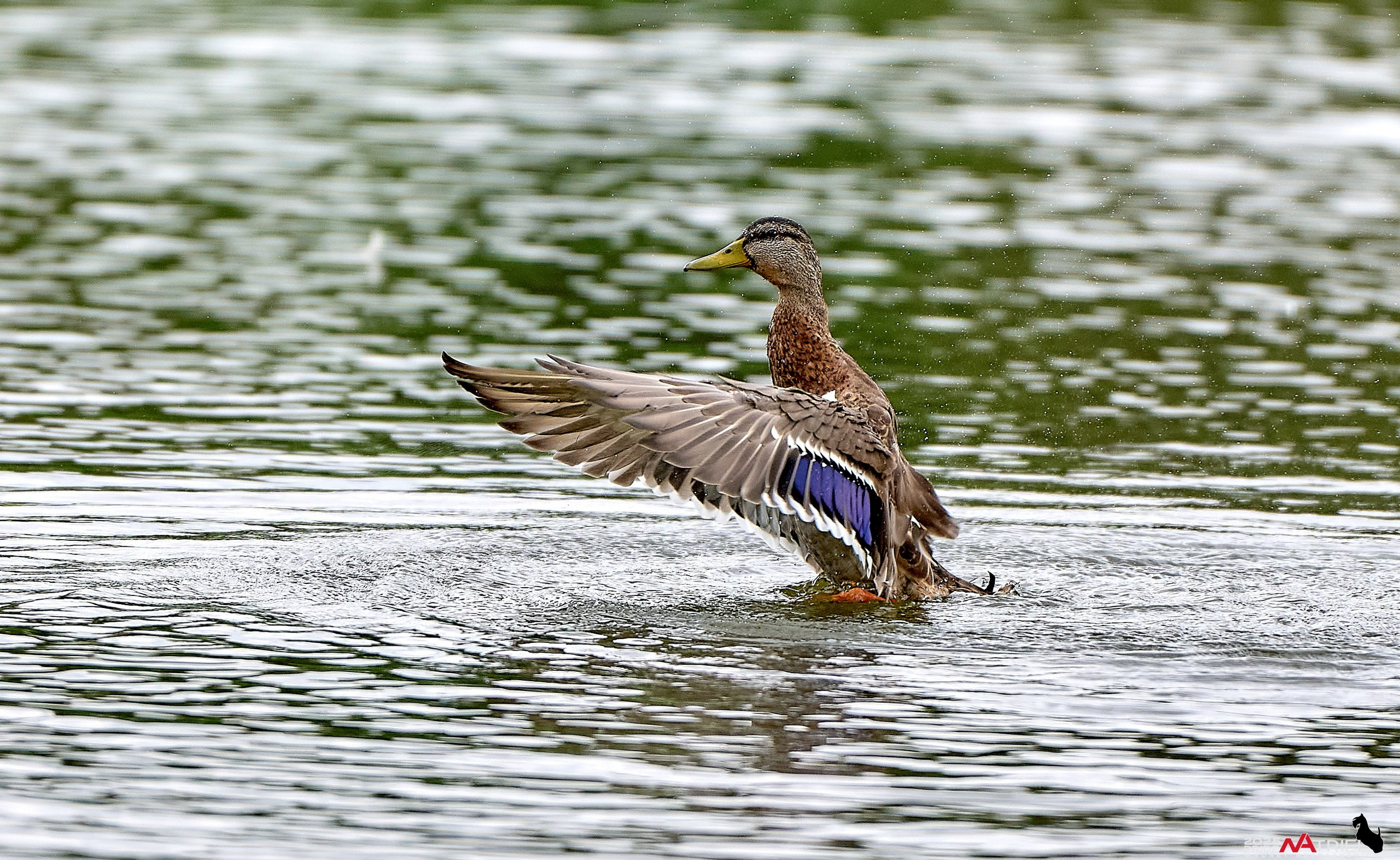 Утки на пруду