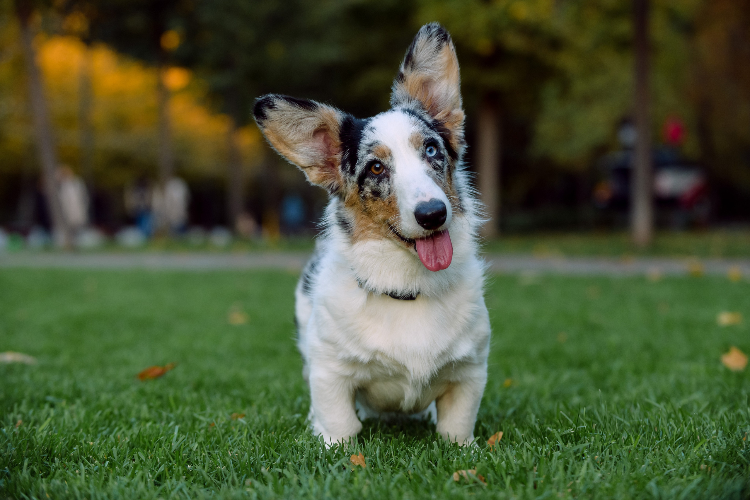 Оля и Ваня с собаками. Фотограф в Ростове-на-Дону Маркер Елена