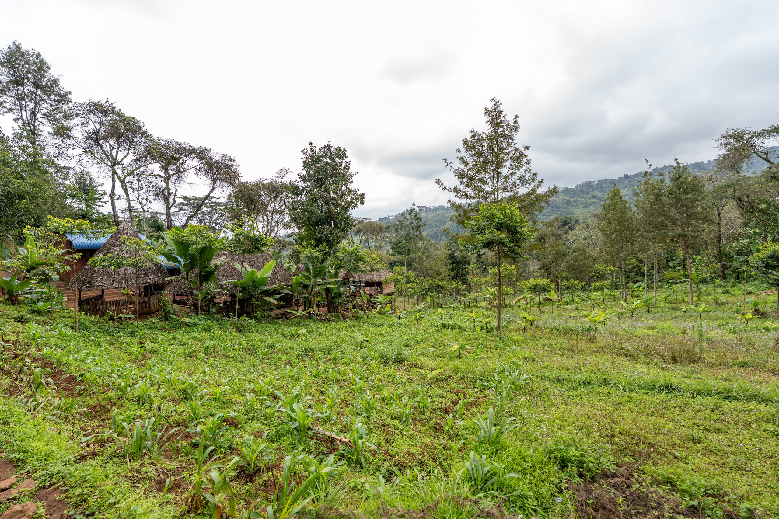 Танзания, сафари, 2025. Творческие сьемки