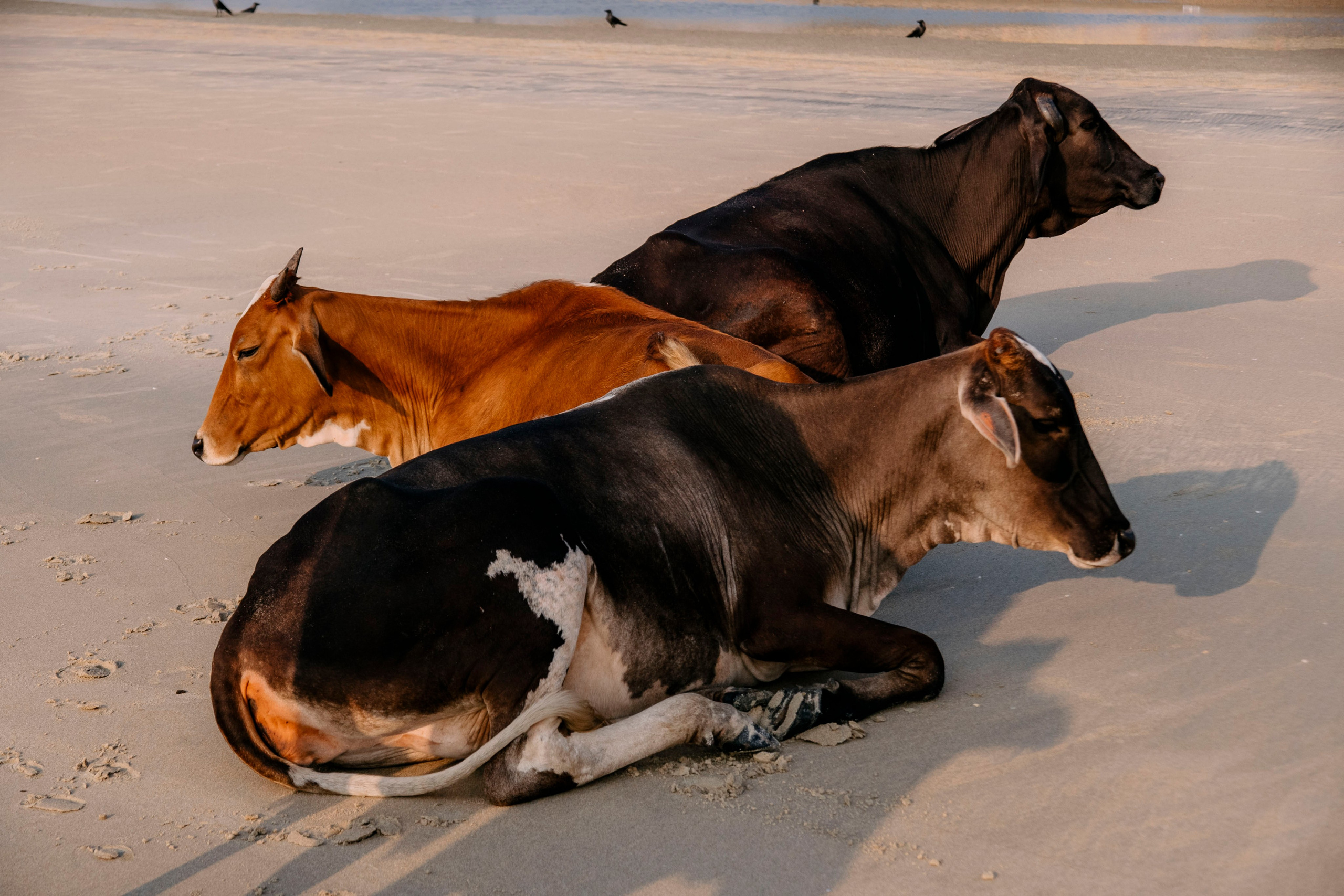 Гоа. индия. Iraogo