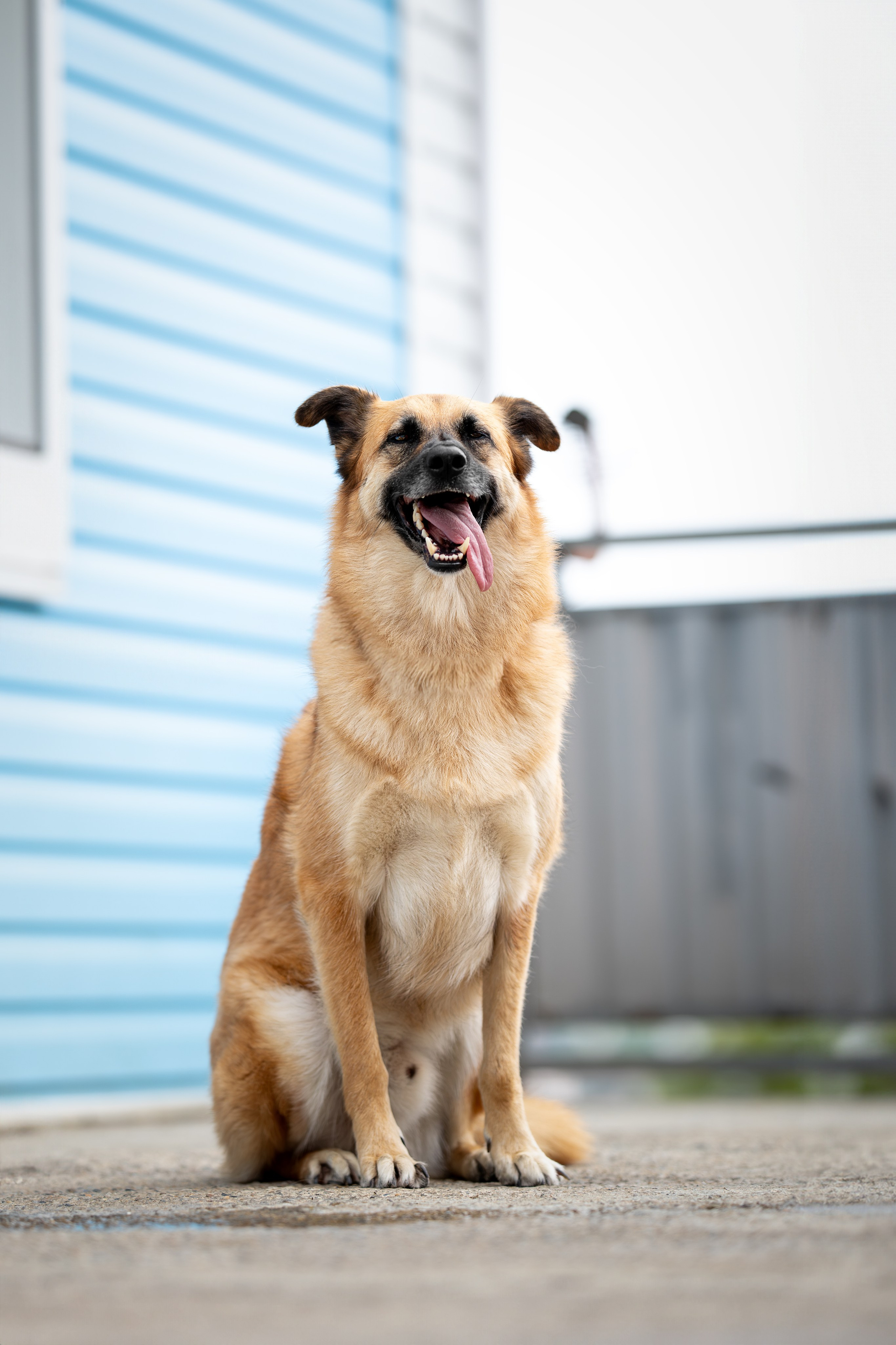Мини-приют «Возрождение». Ирина Голомб|Фотограф-анималист в  Сочи и Калининграде