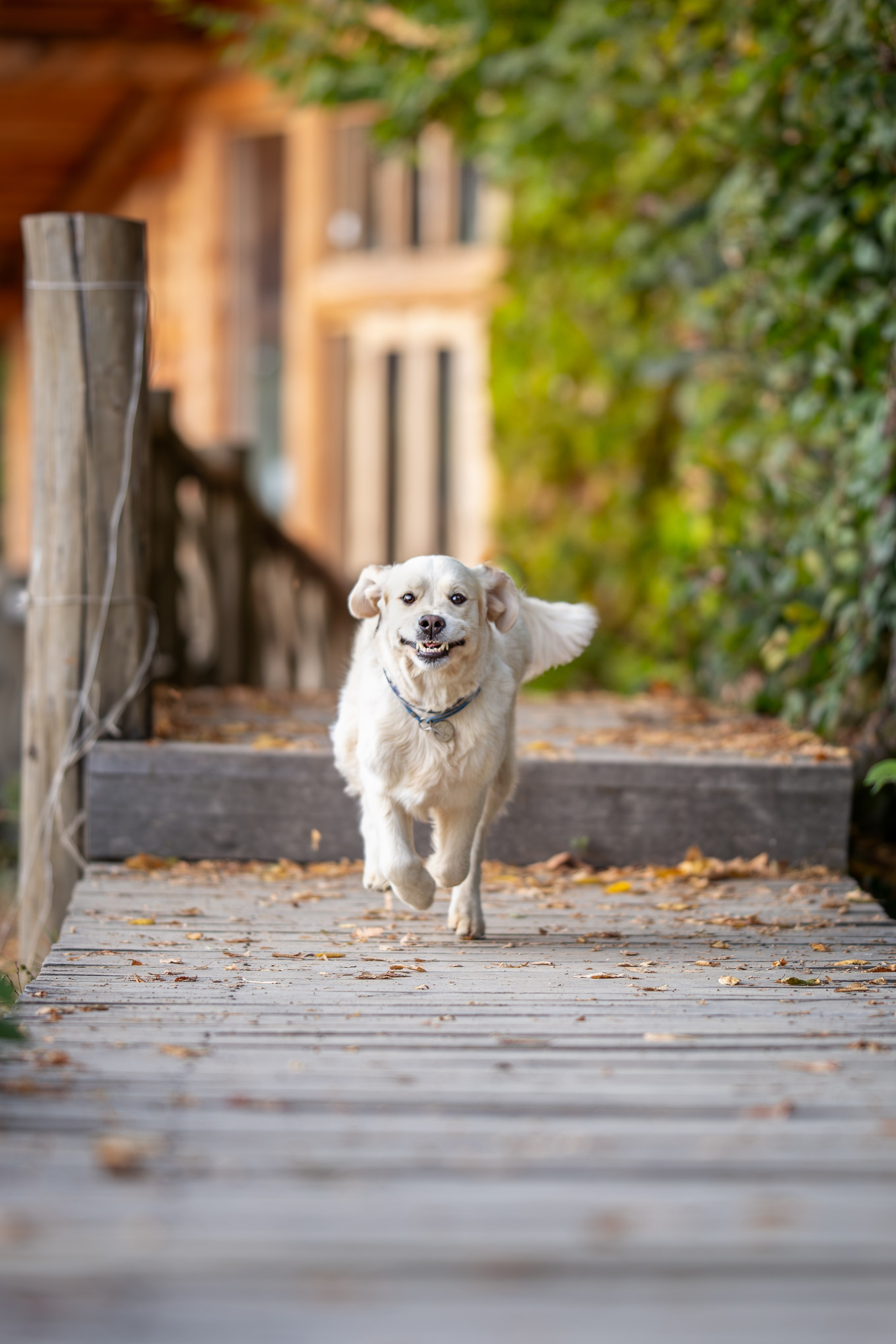 Асти, Делфи и Фреска, Голден Ретриверы. Ирина Голомб|Фотограф-анималист в  Сочи и Калининграде