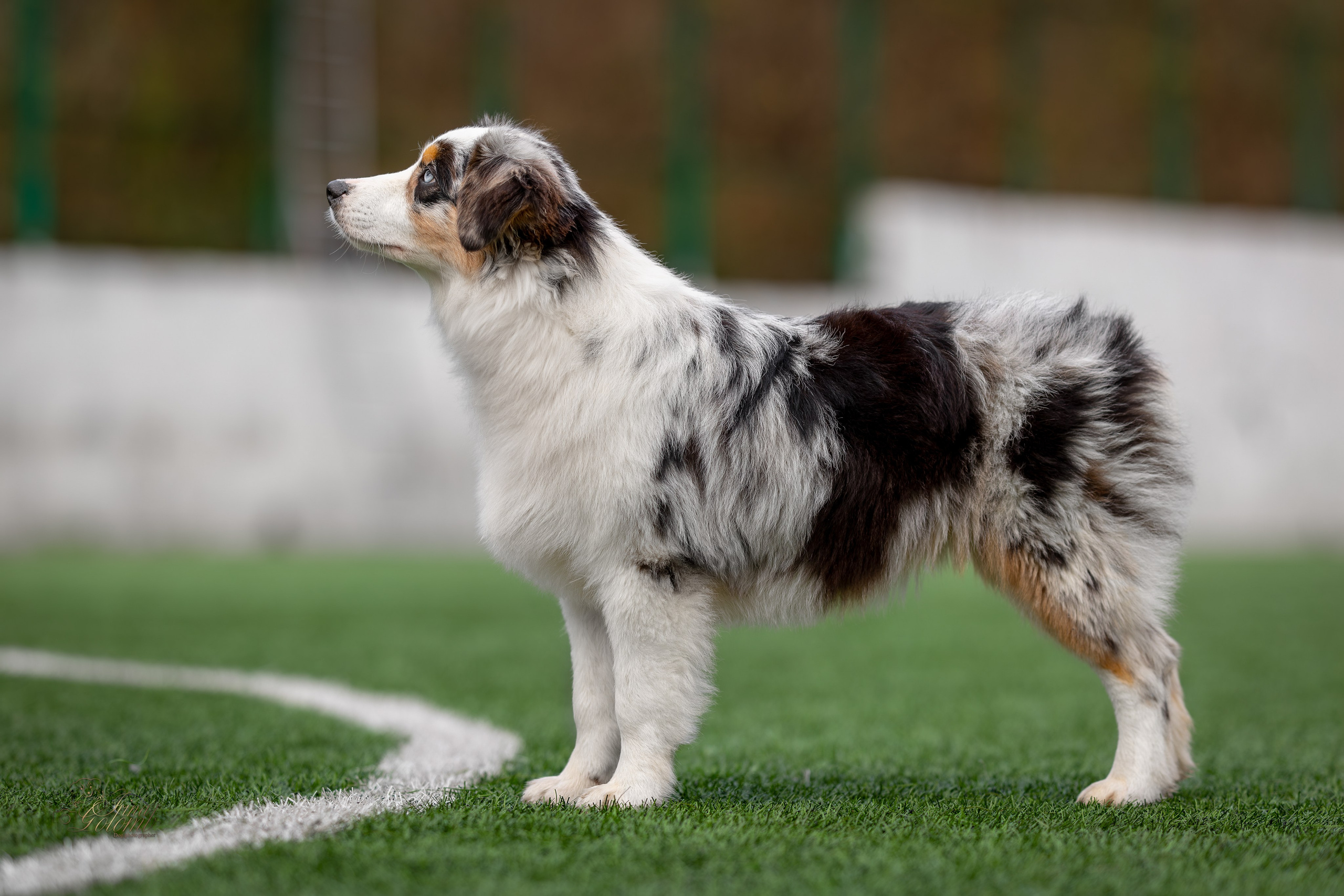 Выставка 17.12.23. Ирина Голомб|Фотограф-анималист в  Сочи и Калининграде
