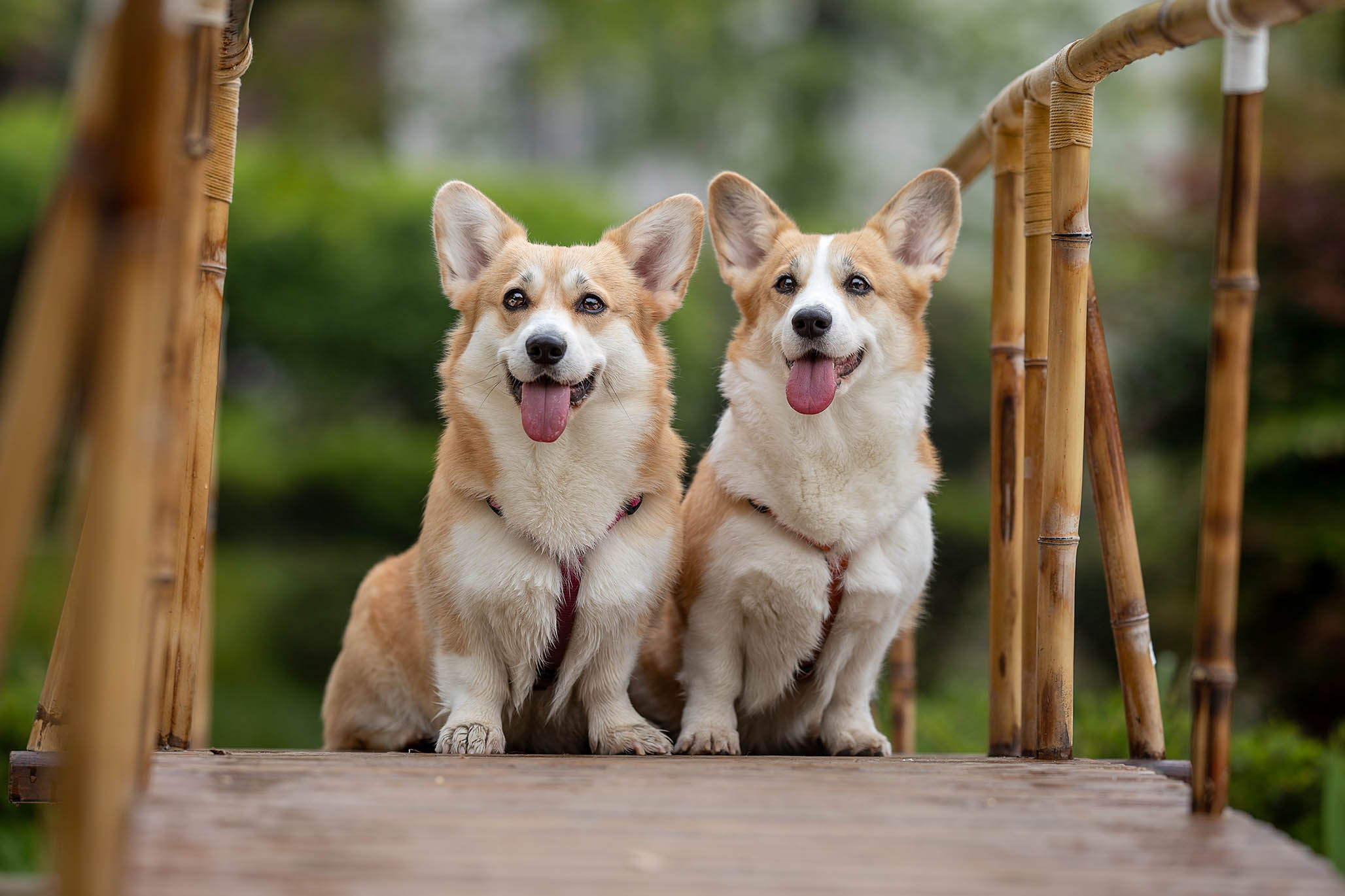 Лиса и Деви, корги. Ирина Голомб|Фотограф-анималист в  Сочи и Калининграде