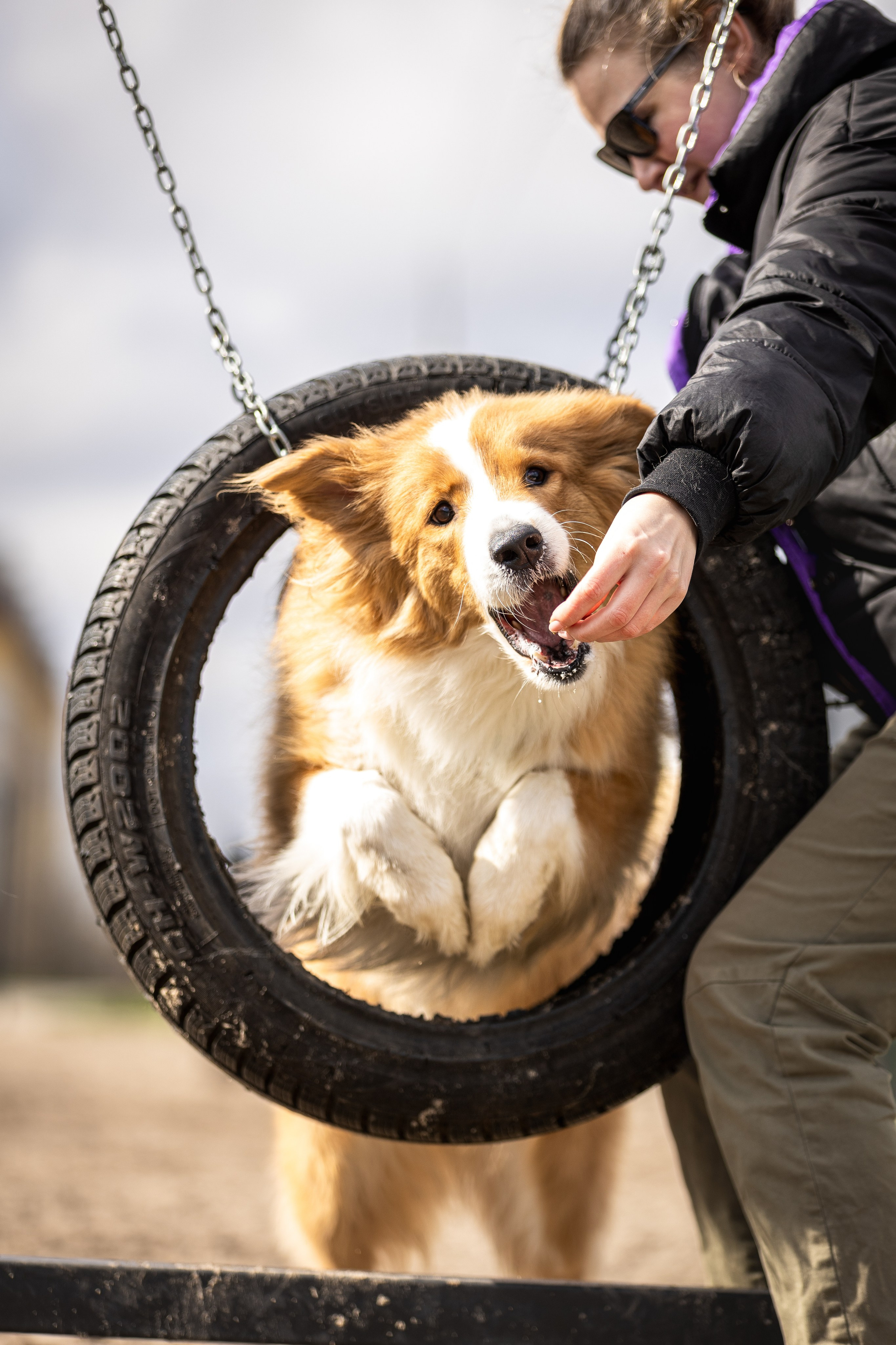 Догтуса 24.03.2024. Ирина Голомб|Фотограф-анималист в  Сочи и Калининграде