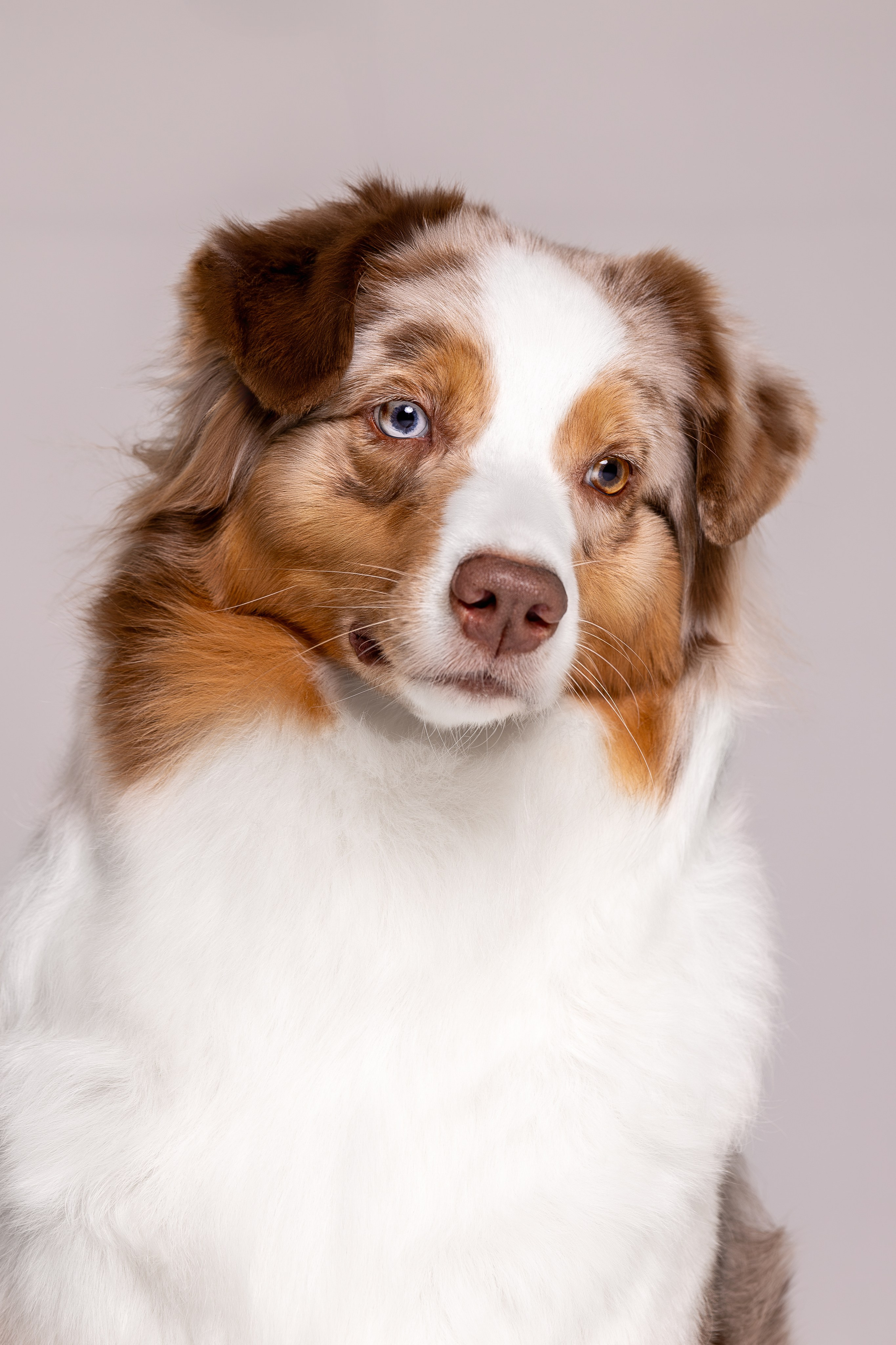 Полли, Австралийская Овчарка. Ирина Голомб|Фотограф-анималист в  Сочи и Калининграде